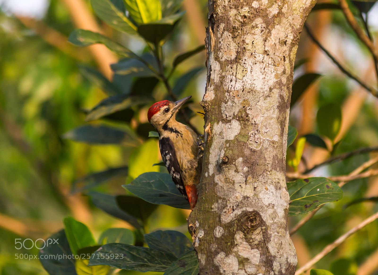 Canon EOS 700D (EOS Rebel T5i / EOS Kiss X7i) sample photo. Fulvous breasted woodpecker photography
