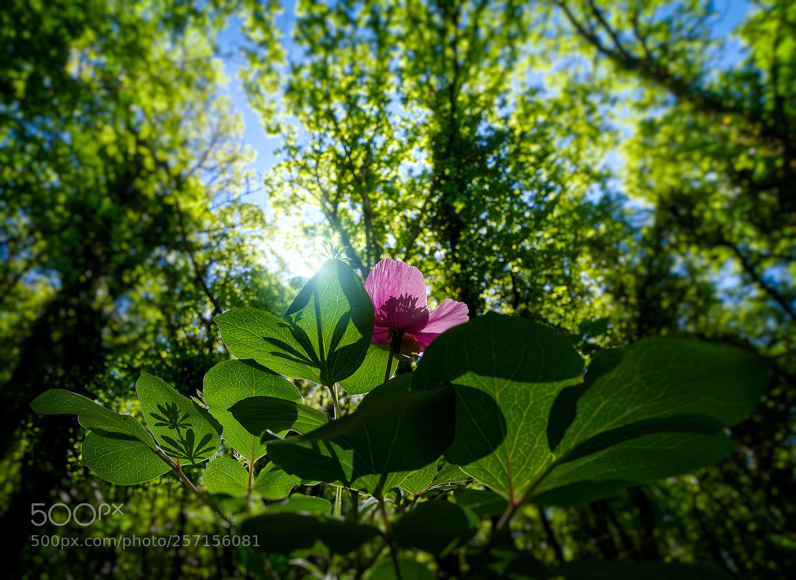 Pentax K-1 sample photo. Wild peonies of mangup-kale photography