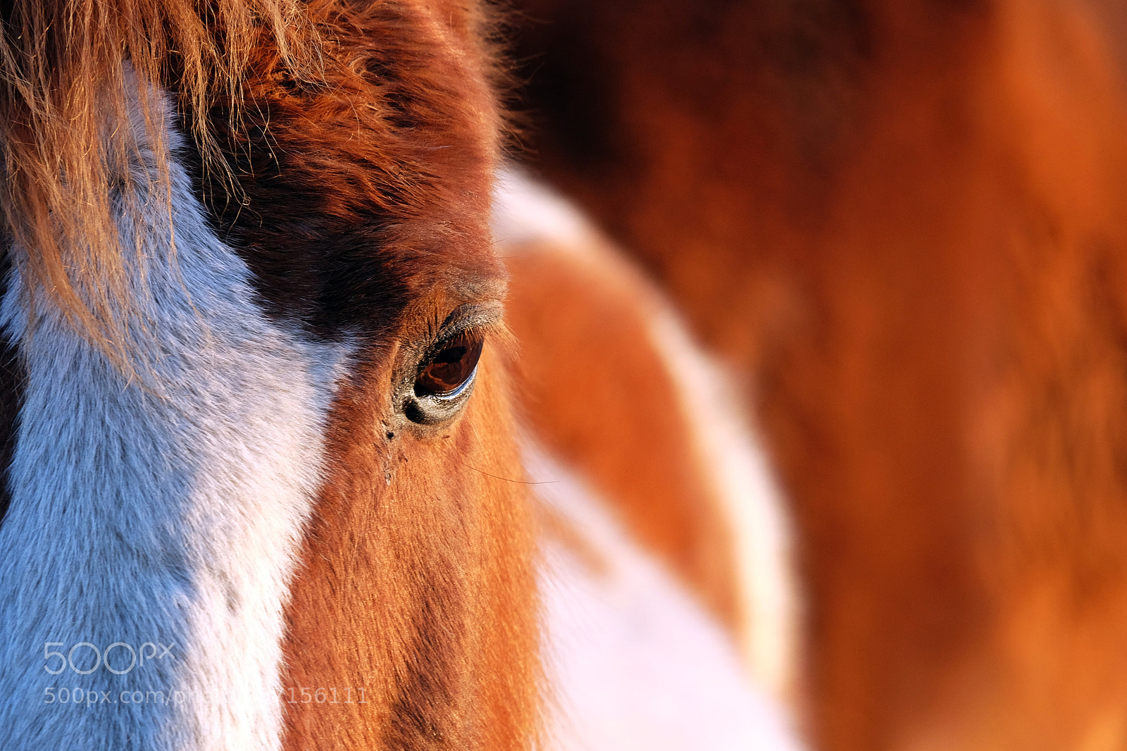 Fujifilm X-T10 sample photo. Friendly eye photography
