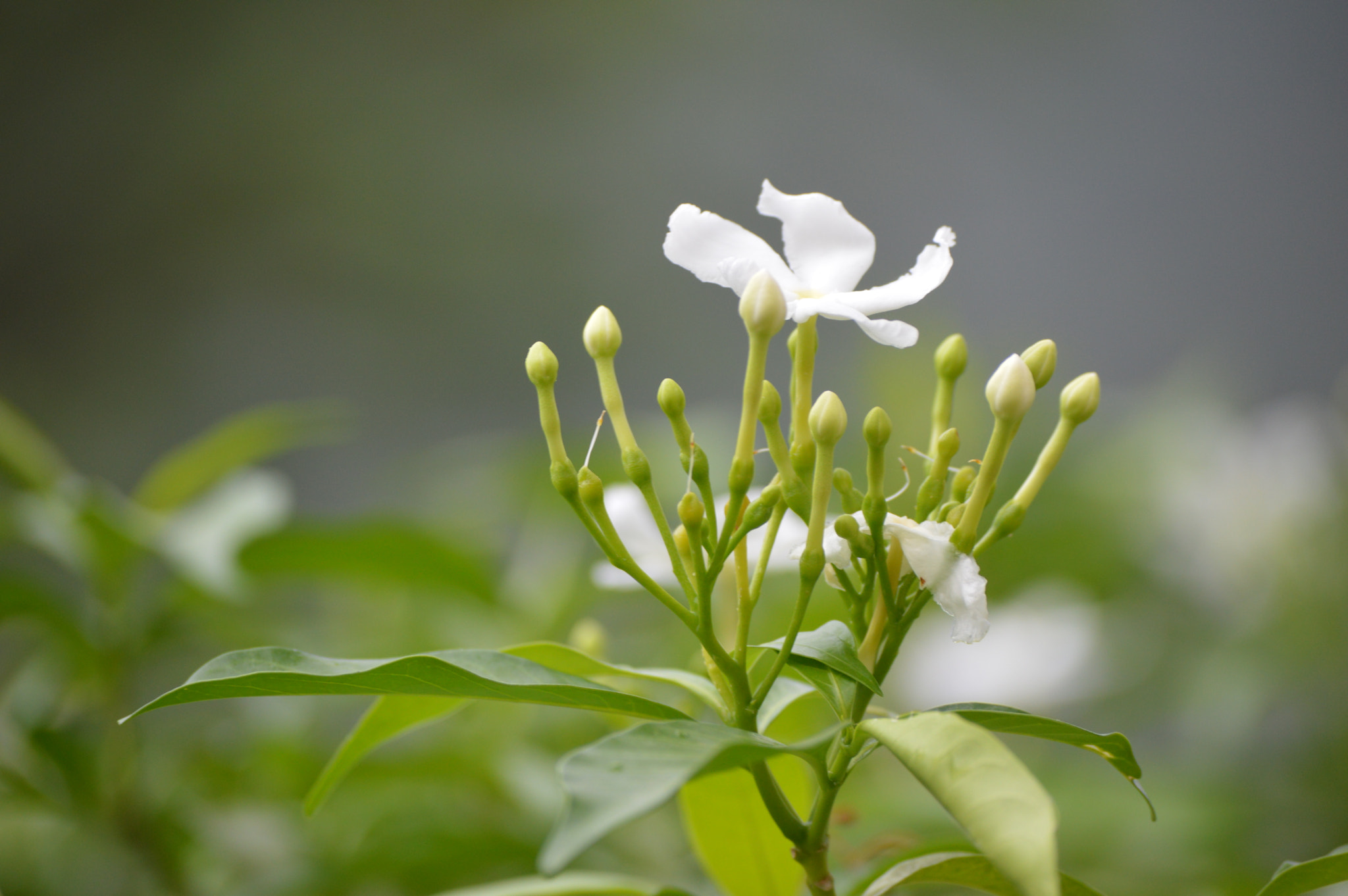 Nikon D3200 sample photo