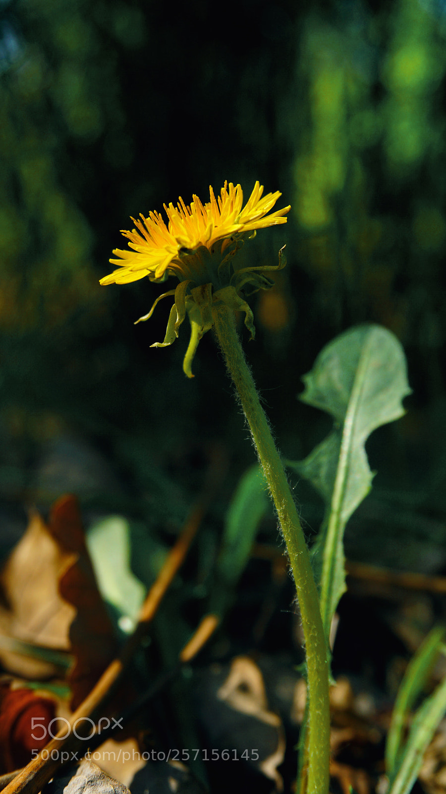 Sony a6000 sample photo. Dandelion flower photography