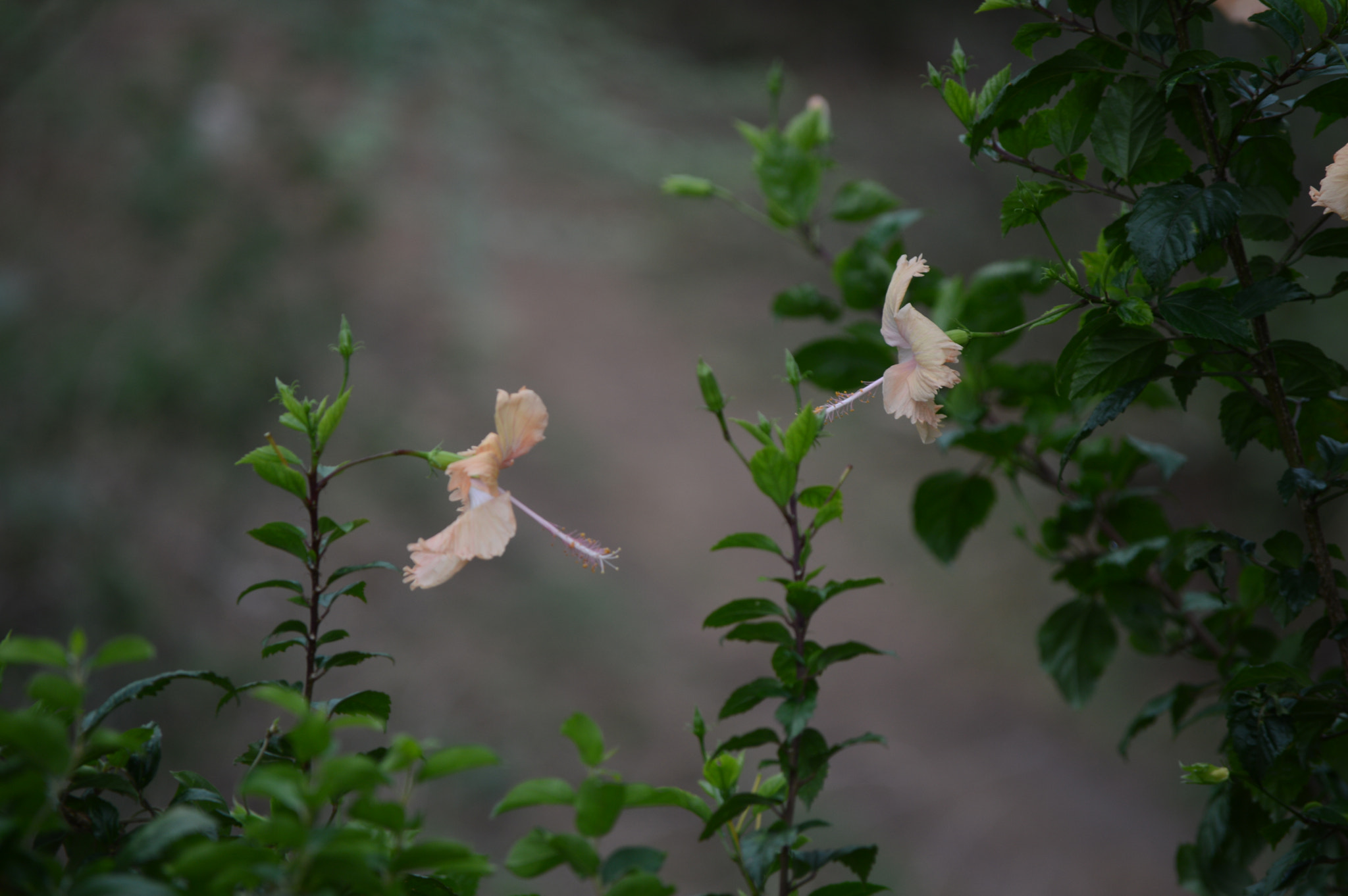 Nikon D3200 sample photo