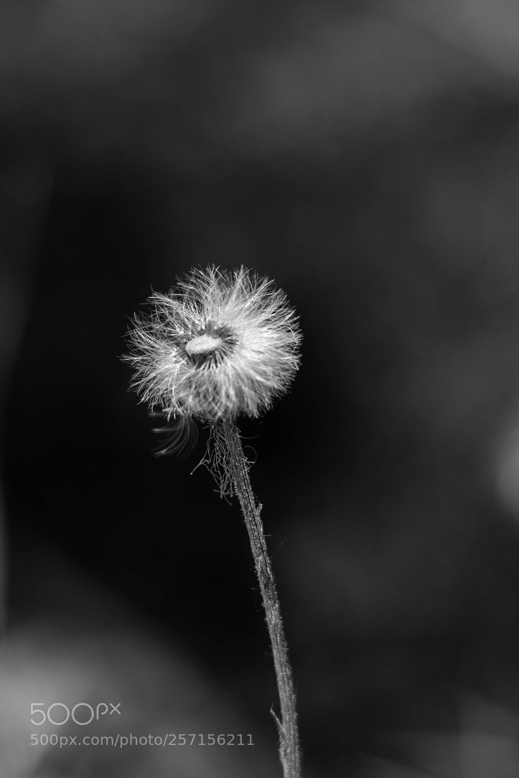 Nikon D7200 sample photo. Untitled photography