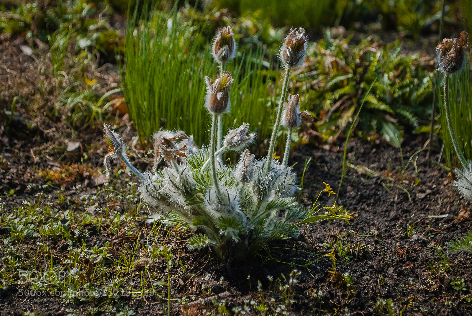 Nikon D60 sample photo. Торжество нежности photography