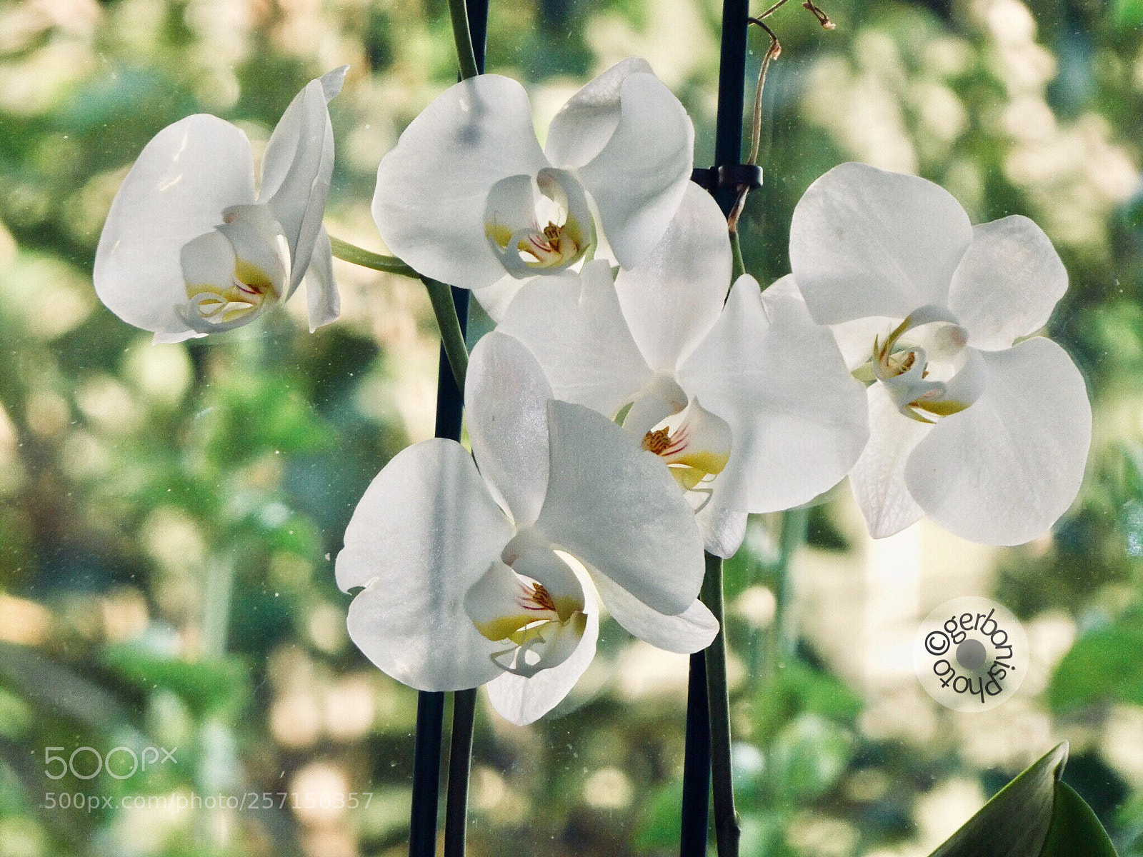 Panasonic Lumix DC-ZS70 (Lumix DC-TZ90) sample photo. White orchids
 photography