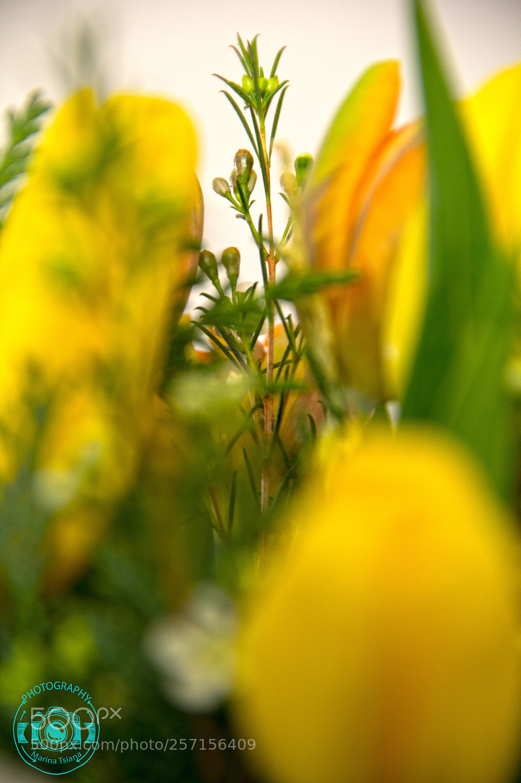 Canon EOS 60D sample photo. Yellow all over photography