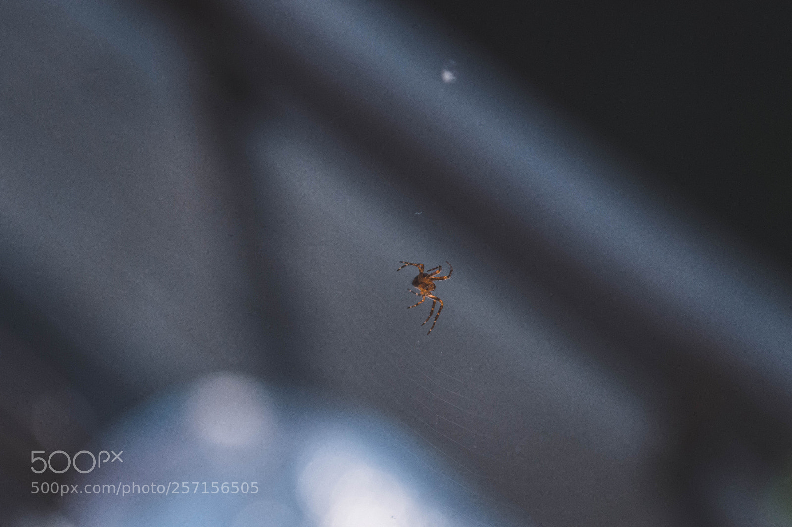 Nikon D3200 sample photo. Spider photography
