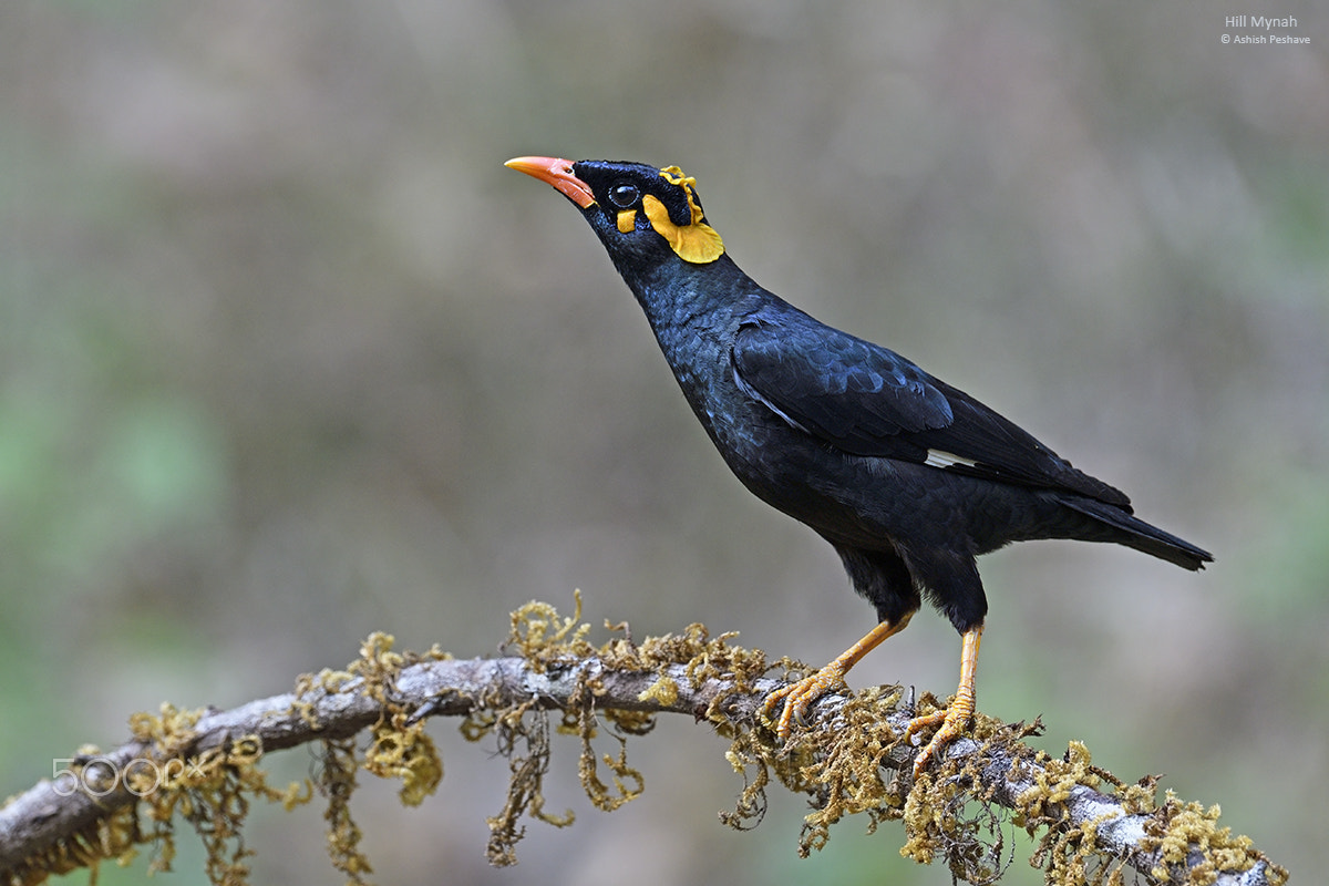 Nikon AF-S Nikkor 200-500mm F5.6E ED VR sample photo. Hill mynah photography