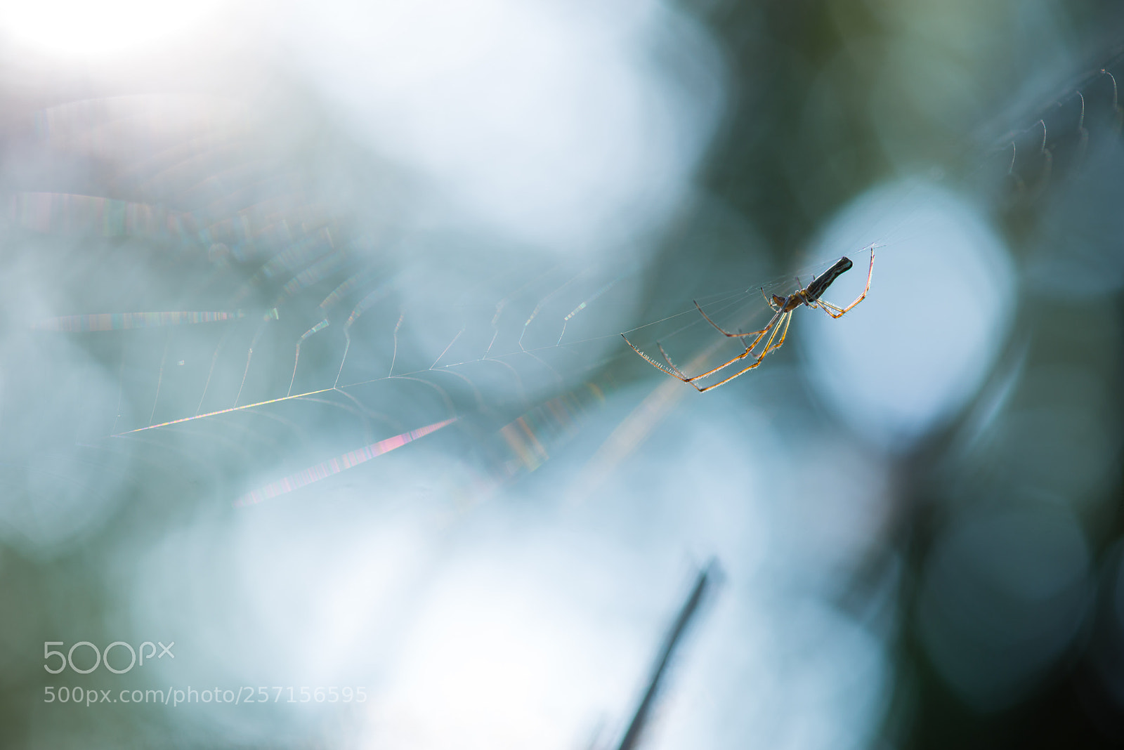 Nikon D800 sample photo. Sur le fil <2> photography