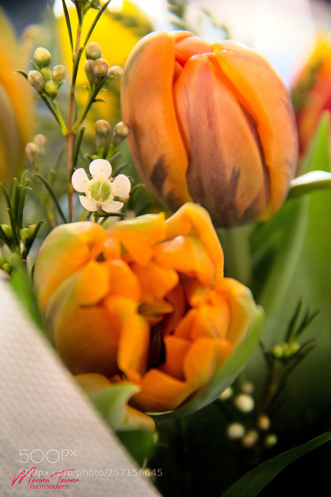 Canon EOS 60D sample photo. Love4tulips photography