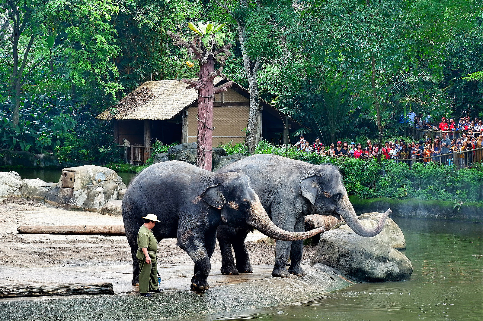 Fujifilm X-A10 sample photo. Gentle giants photography