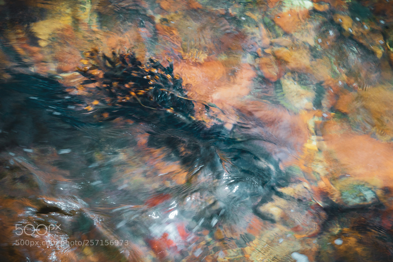 Sony a7R II sample photo. Movement of seaweed photography