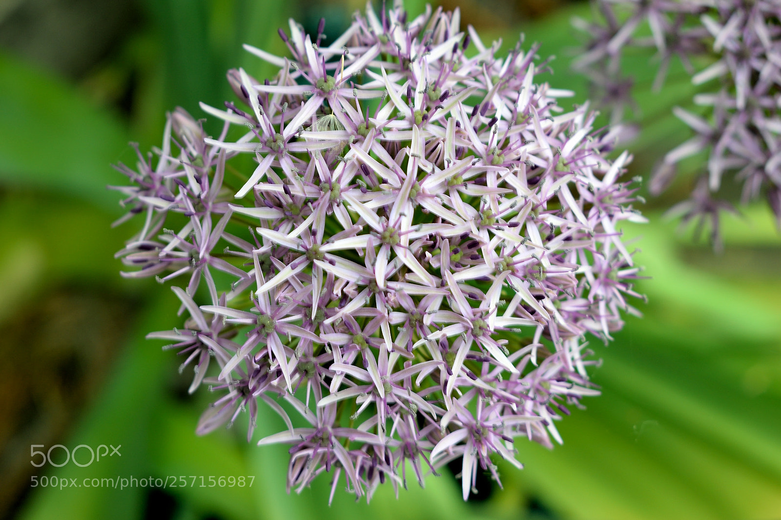 Nikon D3300 sample photo. Blume 4 photography