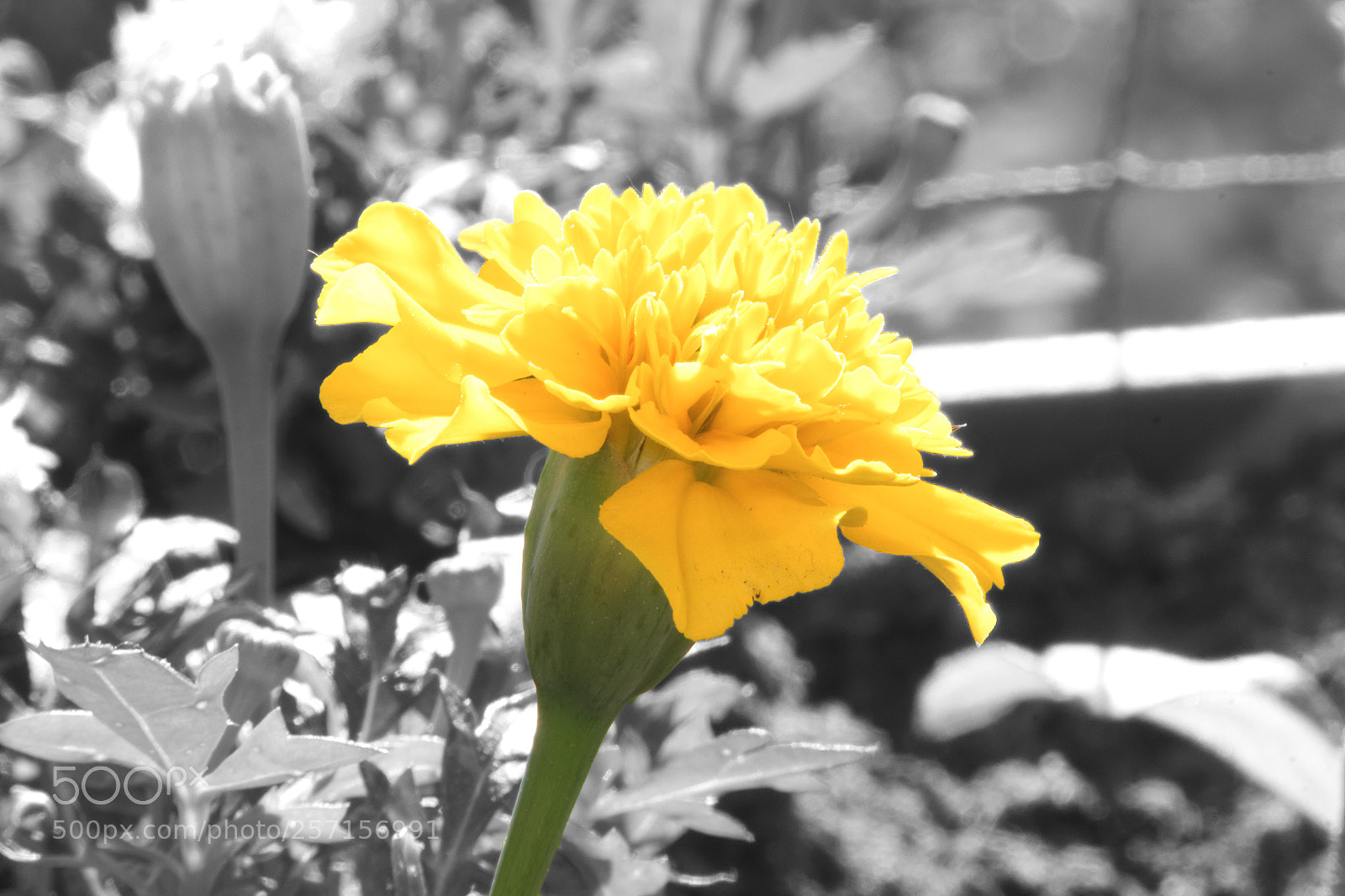 Canon EOS 550D (EOS Rebel T2i / EOS Kiss X4) sample photo. Blossom  photography