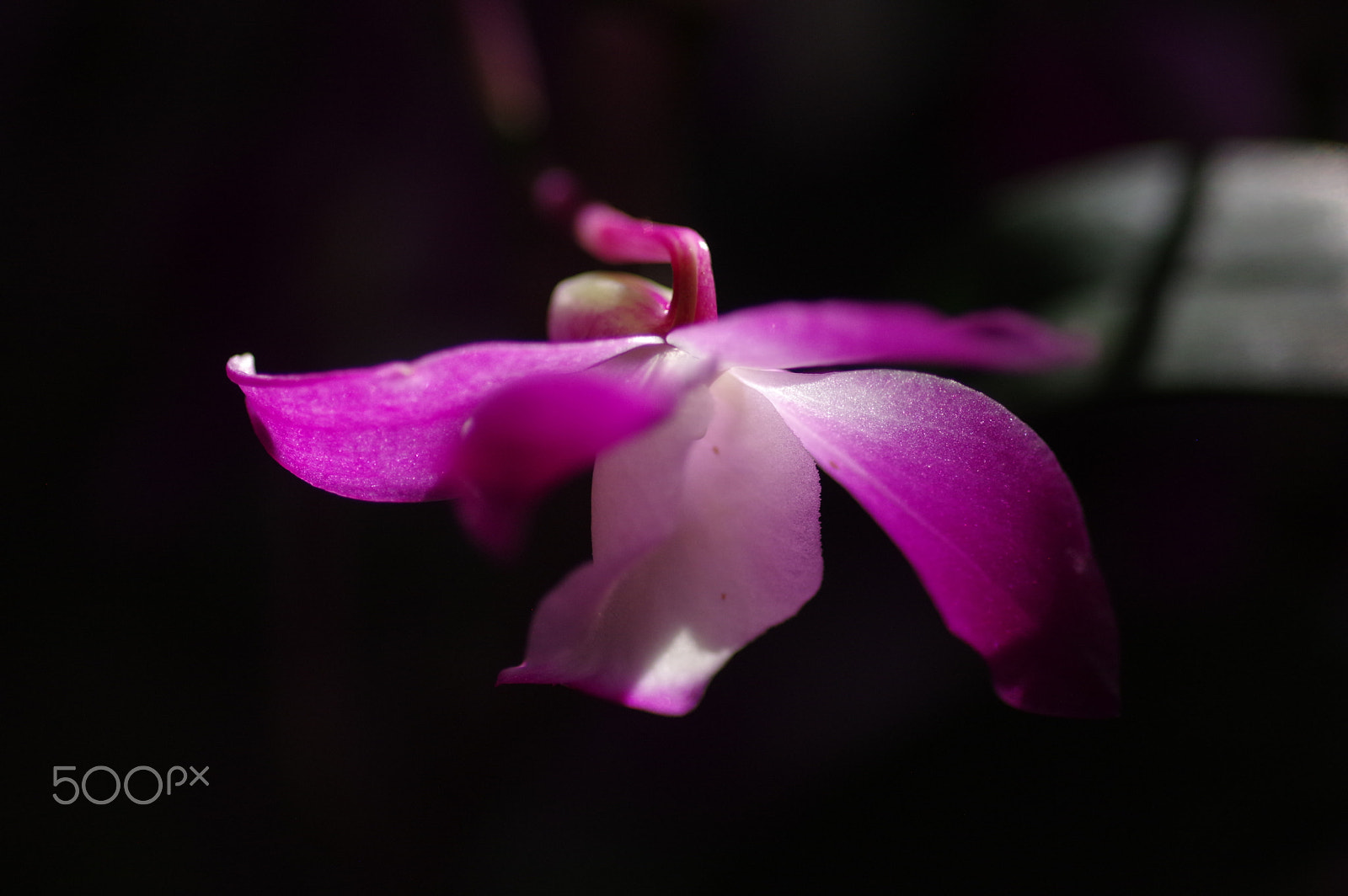 Pentax smc D-FA 100mm F2.8 Macro WR sample photo. Purple orchid photography
