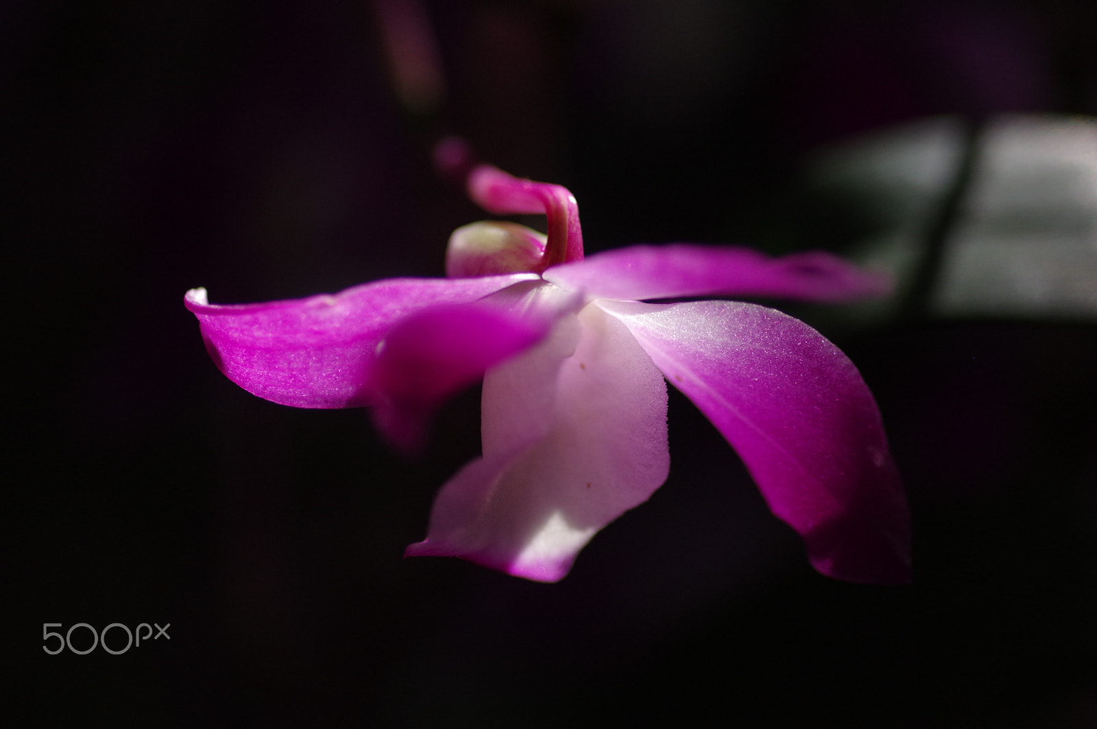 Pentax K-3 II + Pentax smc D-FA 100mm F2.8 Macro WR sample photo. Purple orchid photography