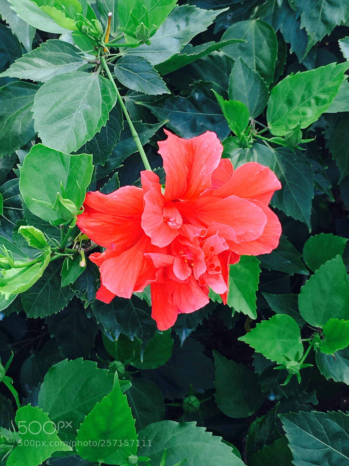 Apple iPhone 6s sample photo. Untitled photography