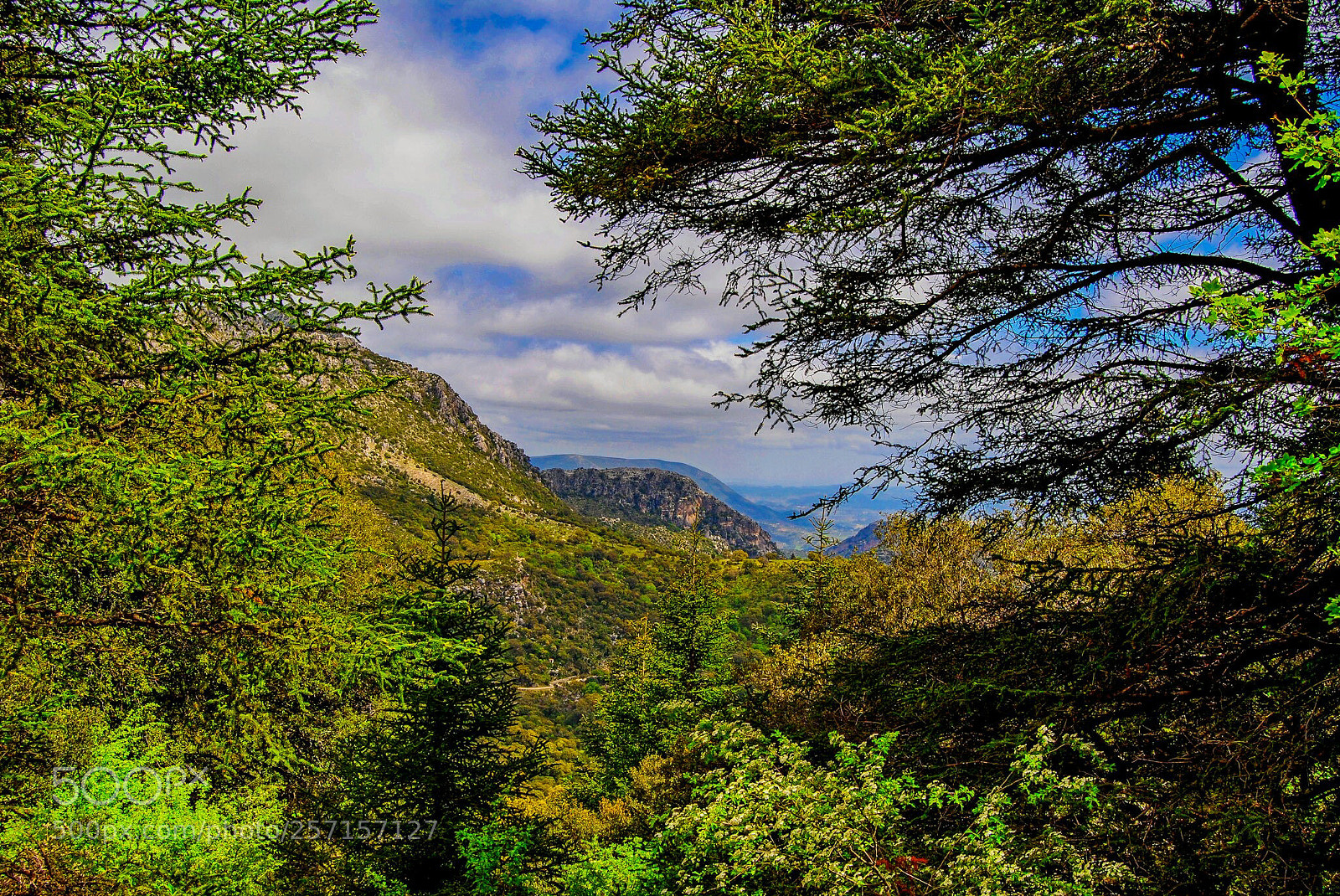 Nikon D3000 sample photo. Pinsapar de grazalema photography