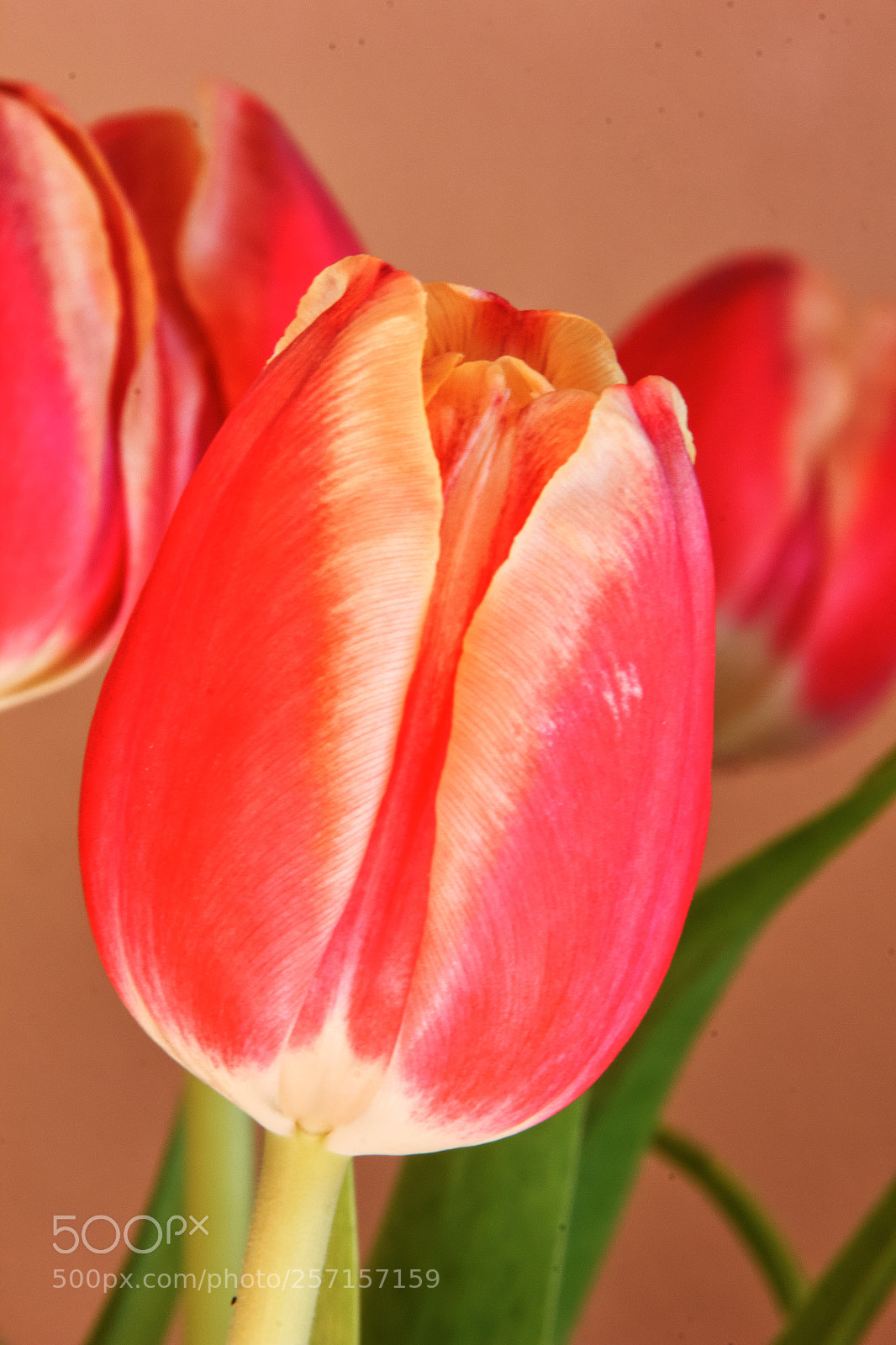 Canon EOS 550D (EOS Rebel T2i / EOS Kiss X4) sample photo. Tulpe  photography