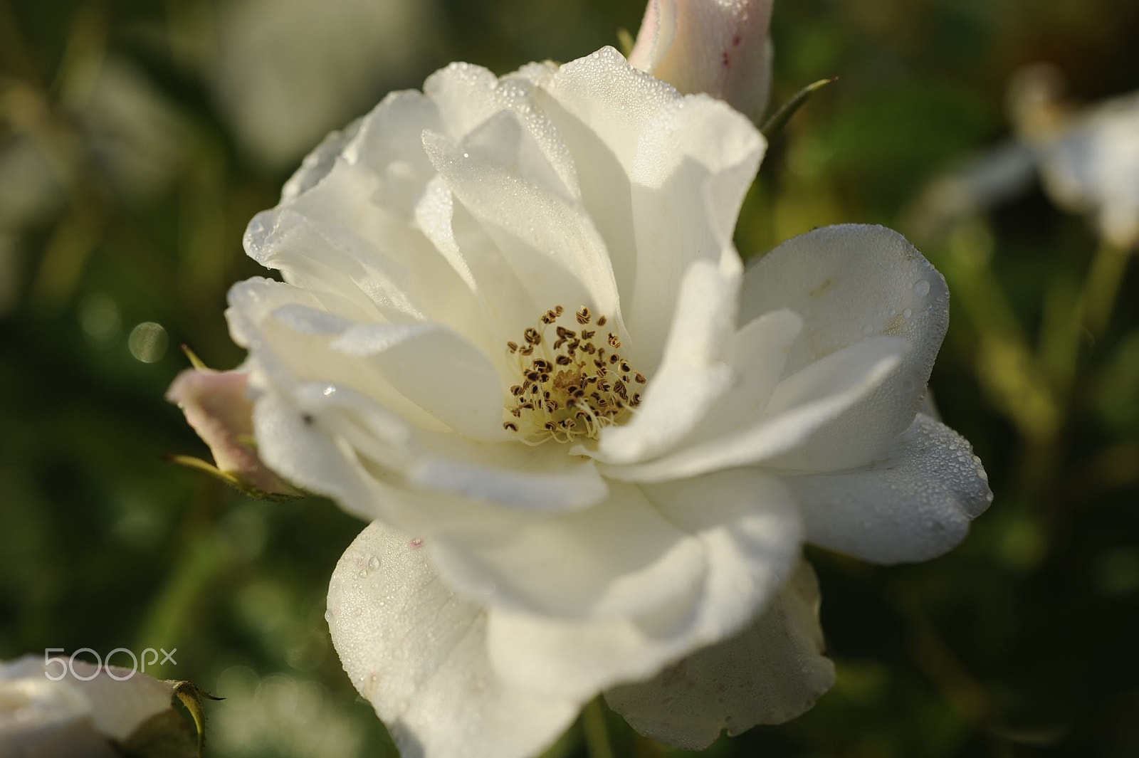 Nikon AF-S Micro-Nikkor 60mm F2.8G ED sample photo. Schneewittchen photography
