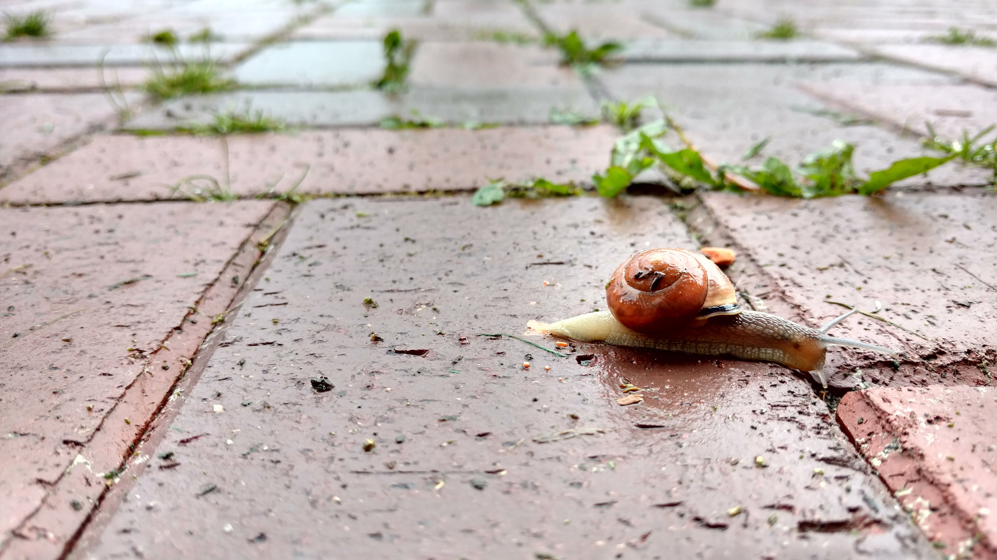 Motorola Moto X Style sample photo. Snail photography