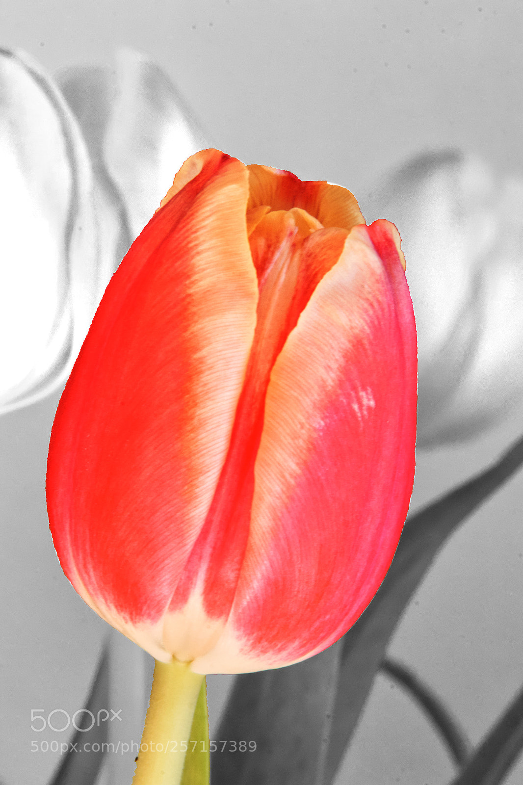 Canon EOS 550D (EOS Rebel T2i / EOS Kiss X4) sample photo. Tulpe  photography