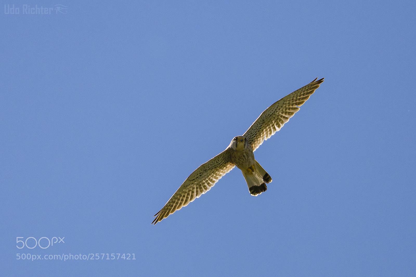 Nikon D7200 sample photo. ' male kestrel falco photography