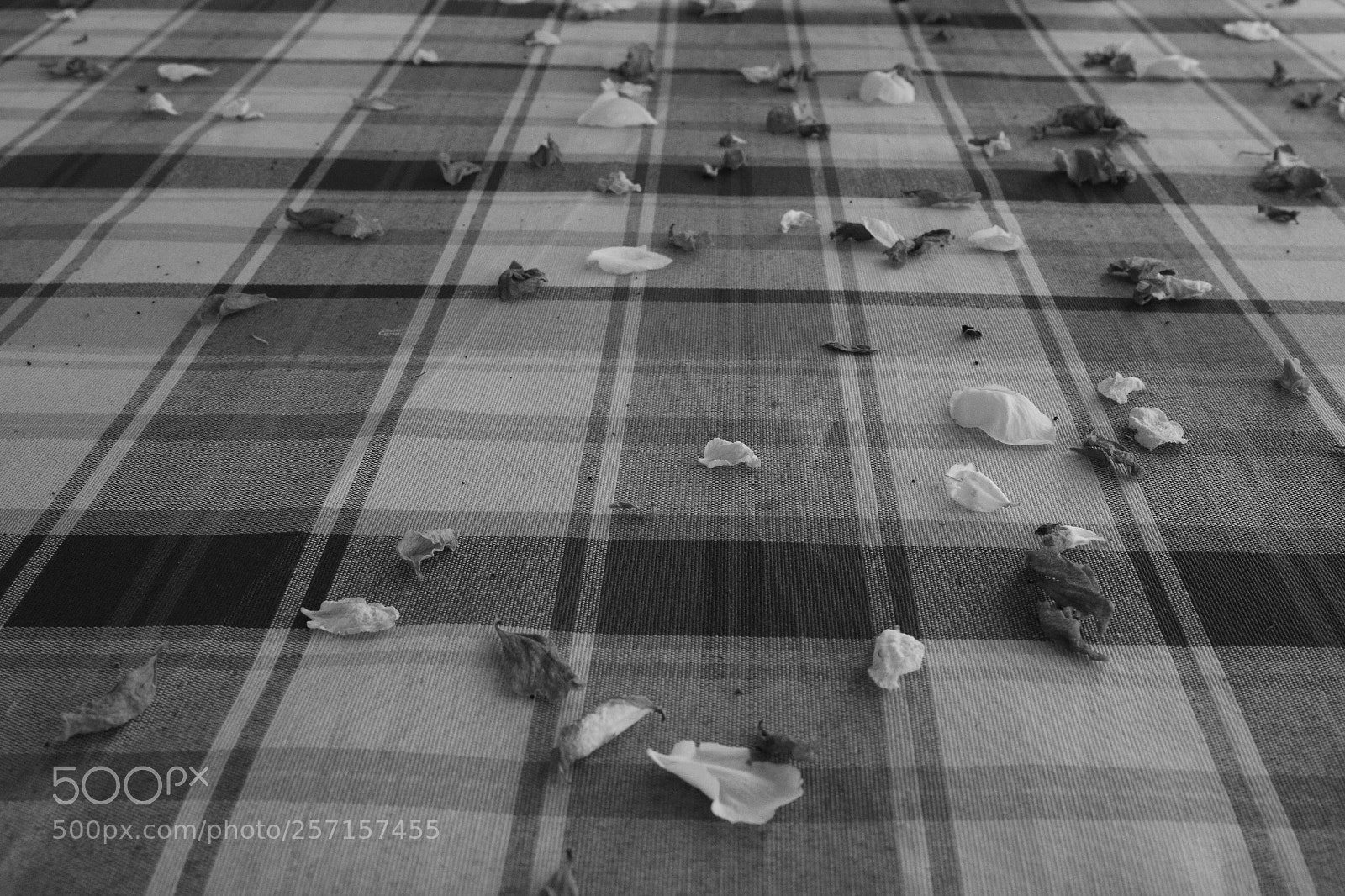 Canon EOS 70D sample photo. Nappe photography