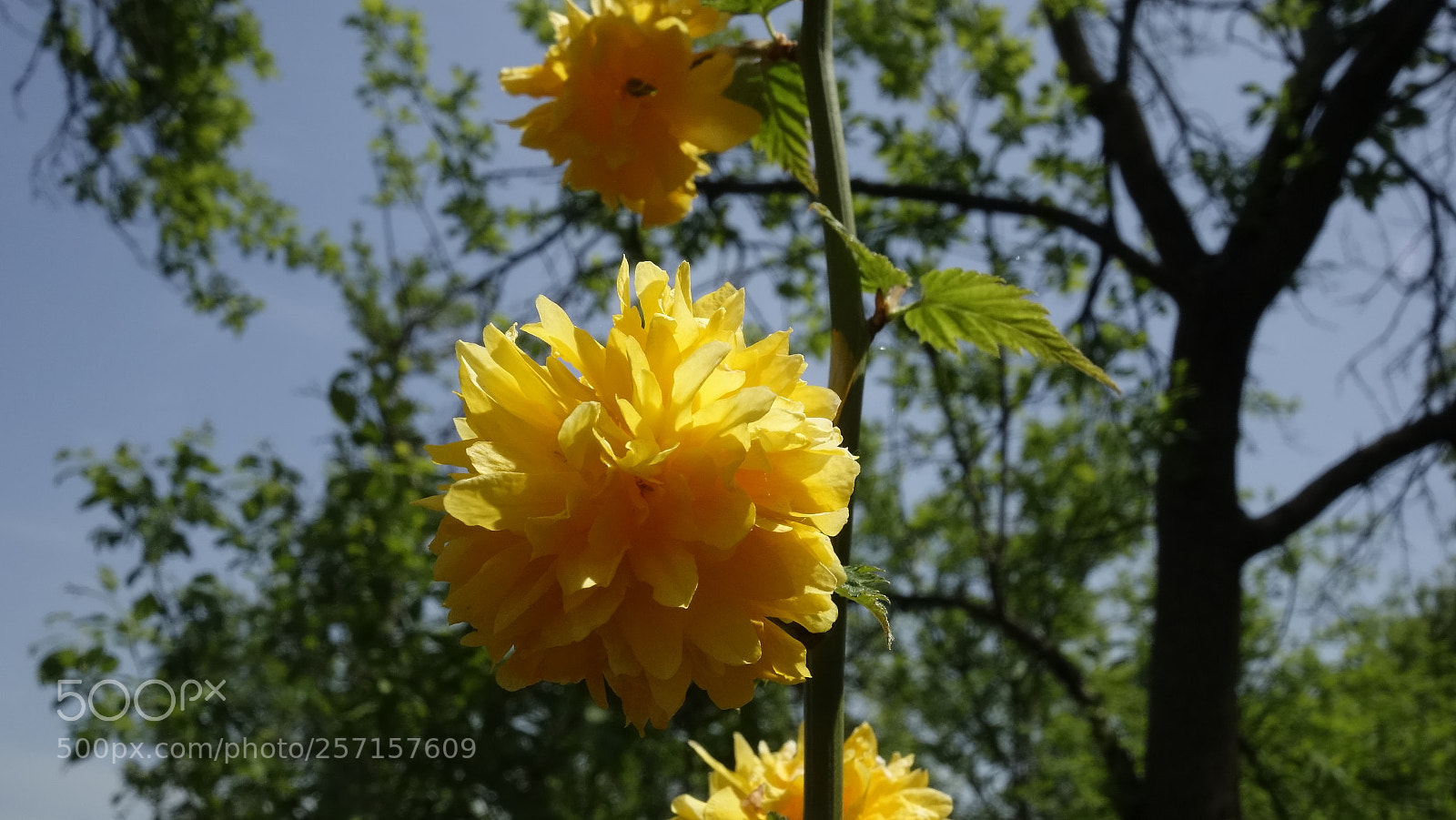 Sony Cyber-shot DSC-RX100 sample photo. Spring flower photography