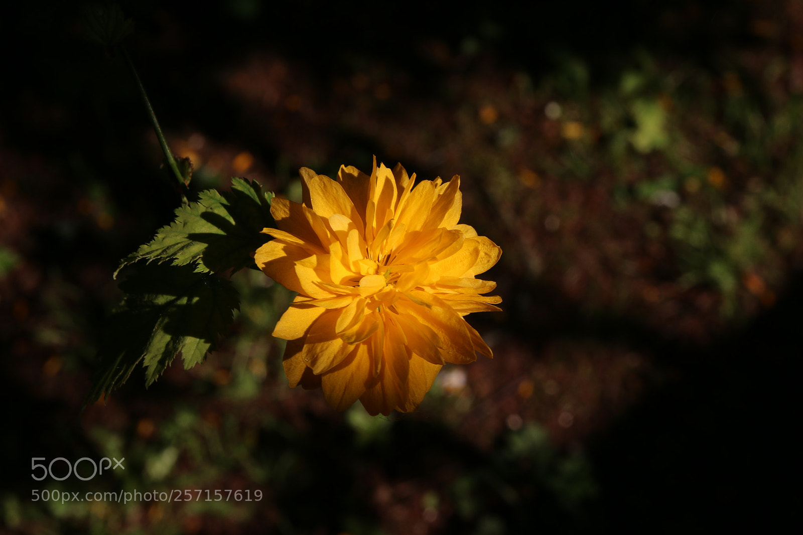 Canon EOS 70D sample photo. Fleur jaune photography
