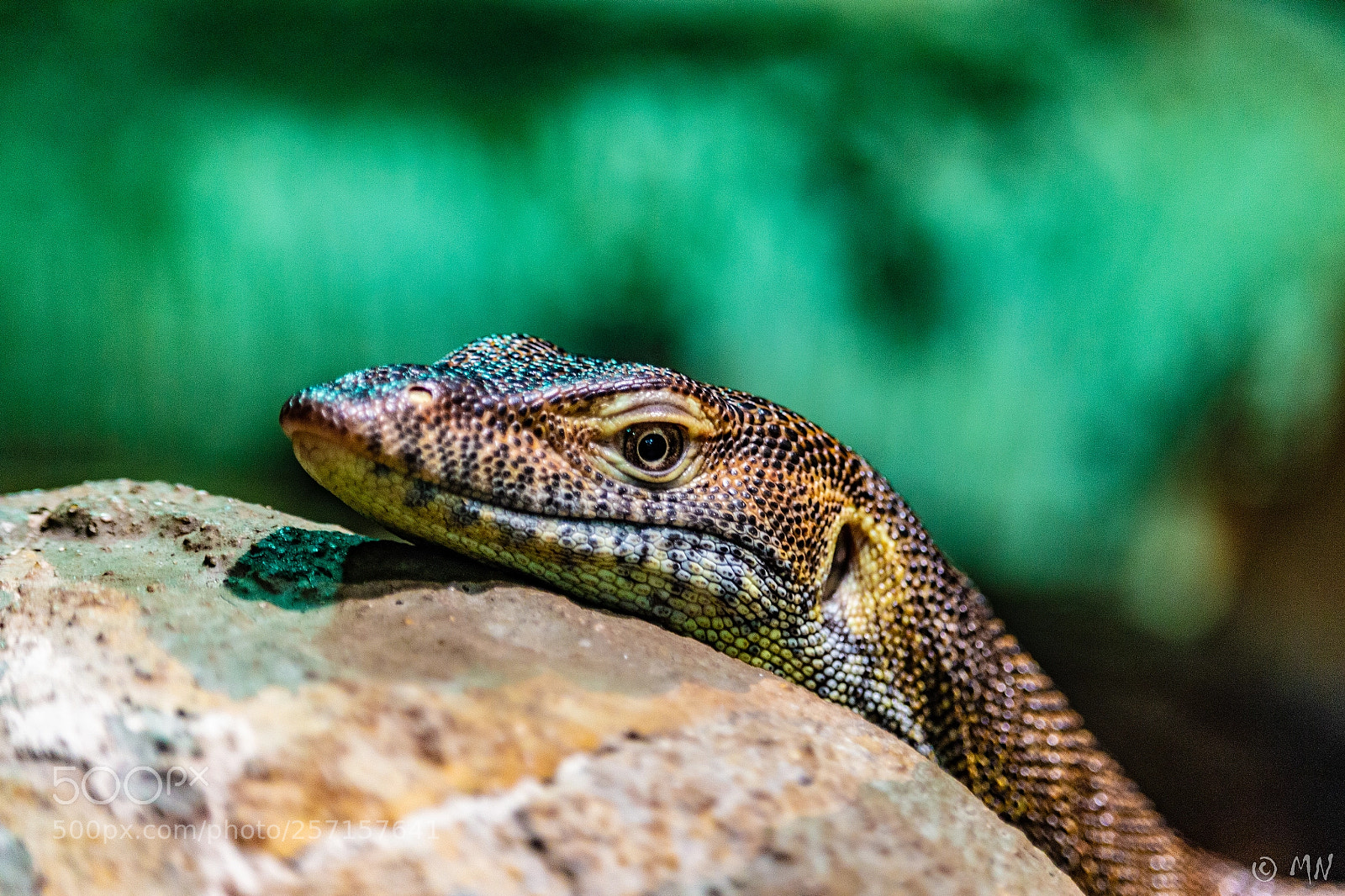 Canon EOS 700D (EOS Rebel T5i / EOS Kiss X7i) sample photo. Lizard photography