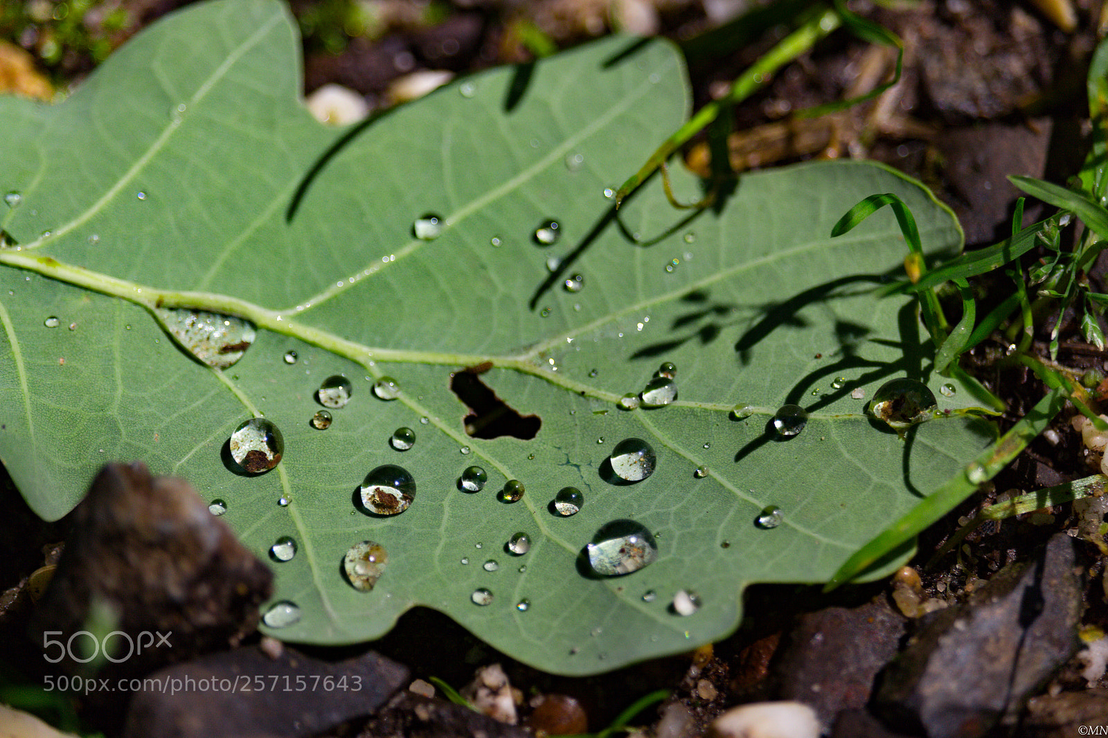 Canon EOS 700D (EOS Rebel T5i / EOS Kiss X7i) sample photo. Waterdrops photography