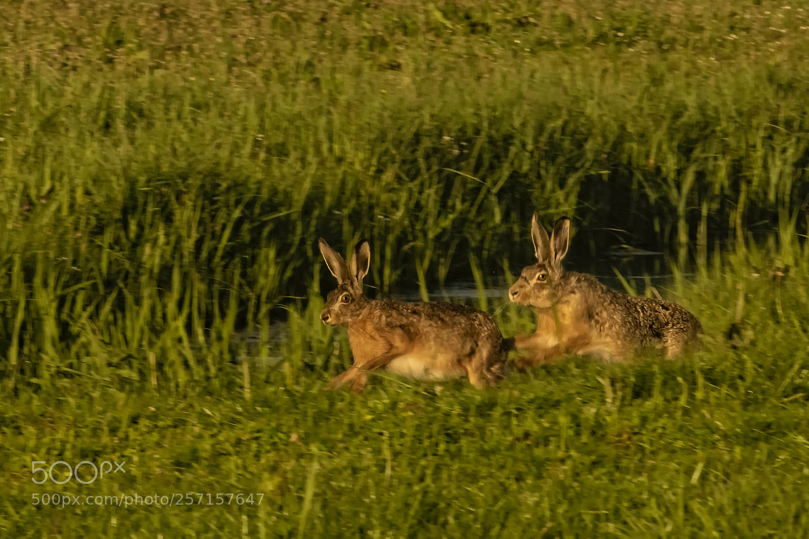 Sony ILCA-77M2 sample photo. Hare romance photography