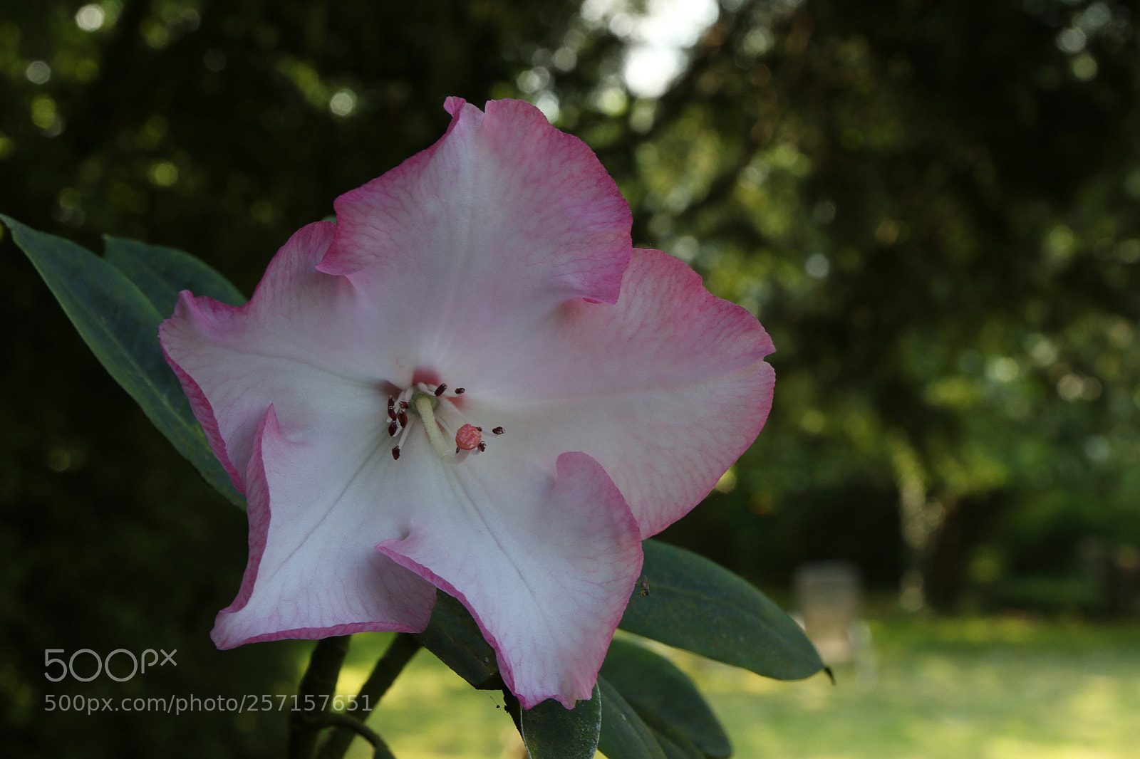 Canon EOS 70D sample photo. Rhodo! photography