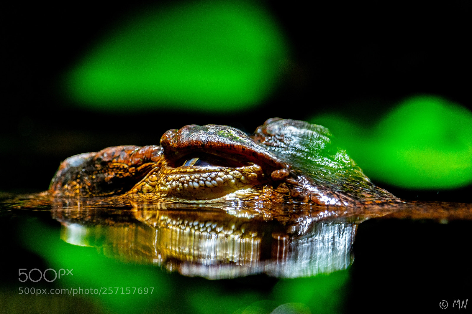 Canon EOS 700D (EOS Rebel T5i / EOS Kiss X7i) sample photo. Crocodile photography