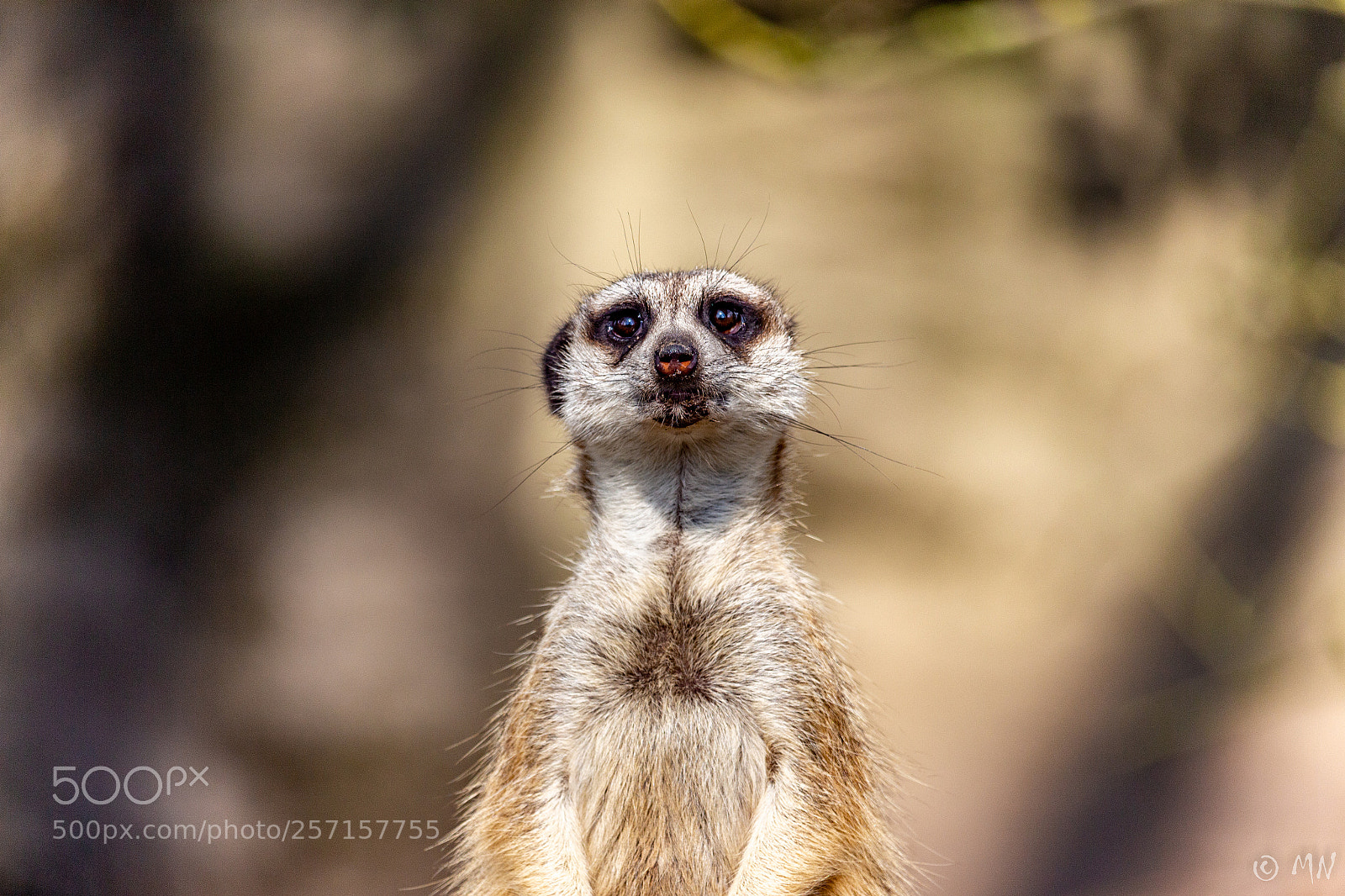 Canon EOS 700D (EOS Rebel T5i / EOS Kiss X7i) sample photo. Meerkat photography