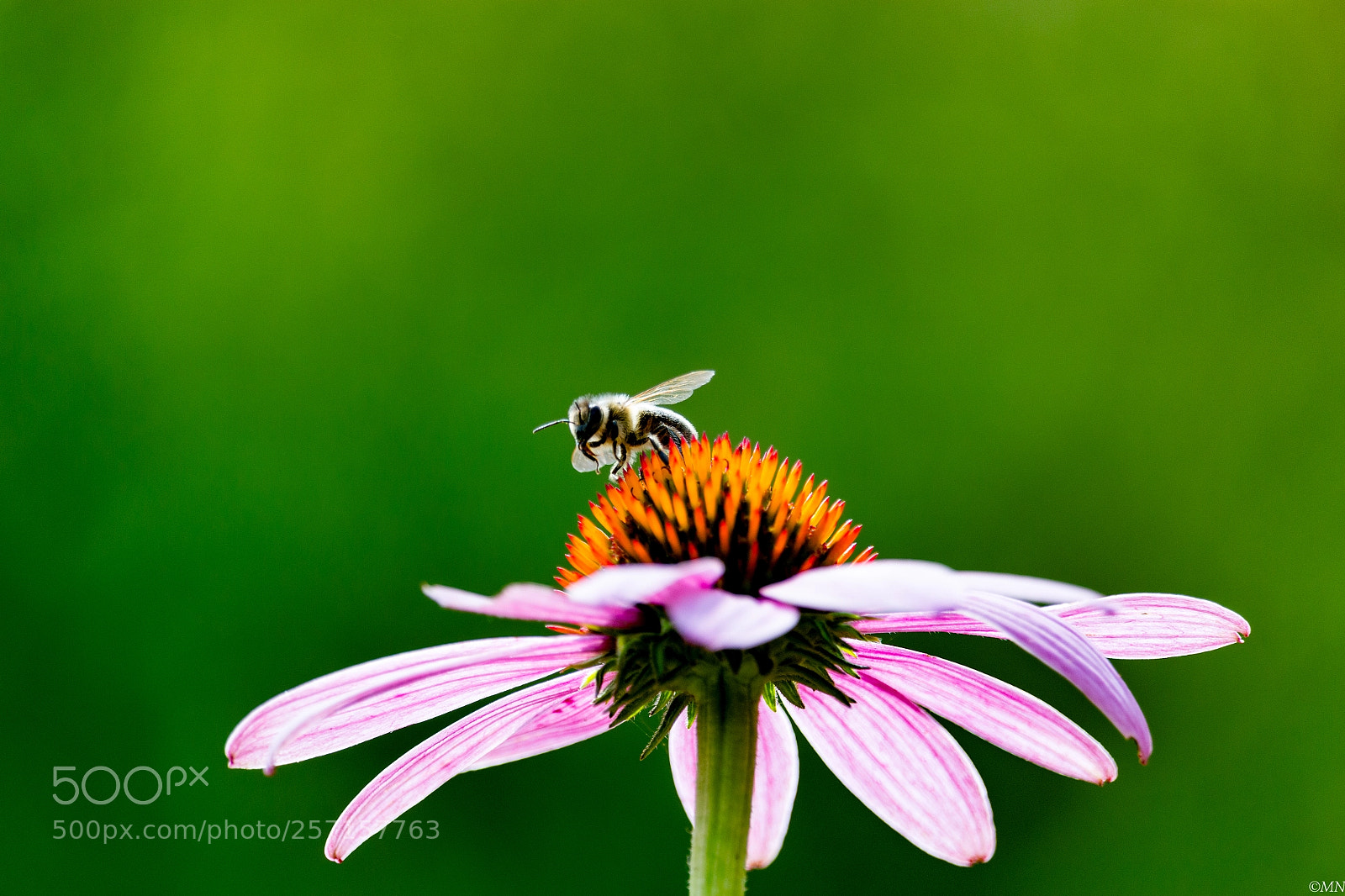 Canon EOS 700D (EOS Rebel T5i / EOS Kiss X7i) sample photo. Flower bee photography