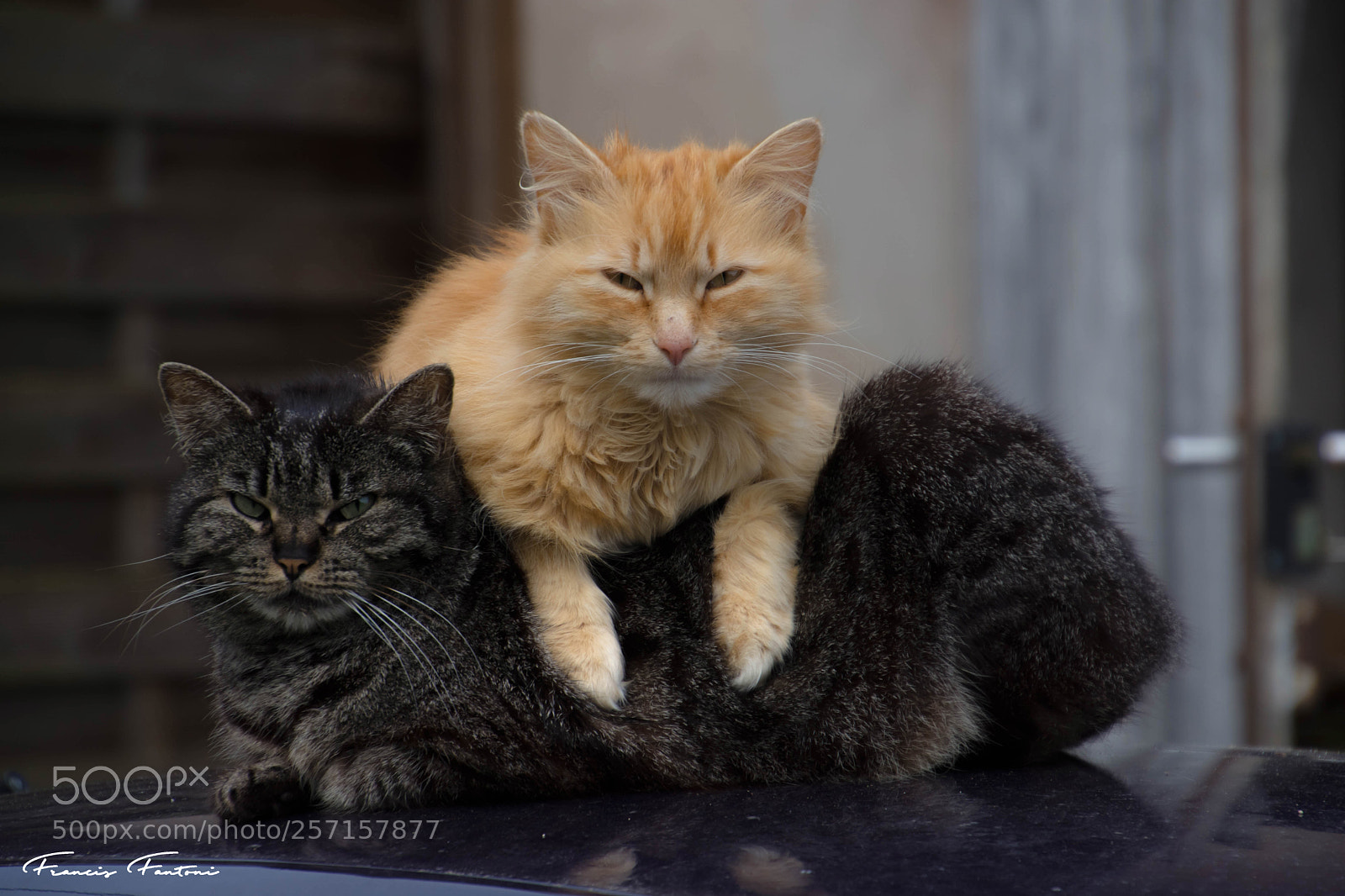 Nikon D7200 sample photo. Miou-miou la grise et photography