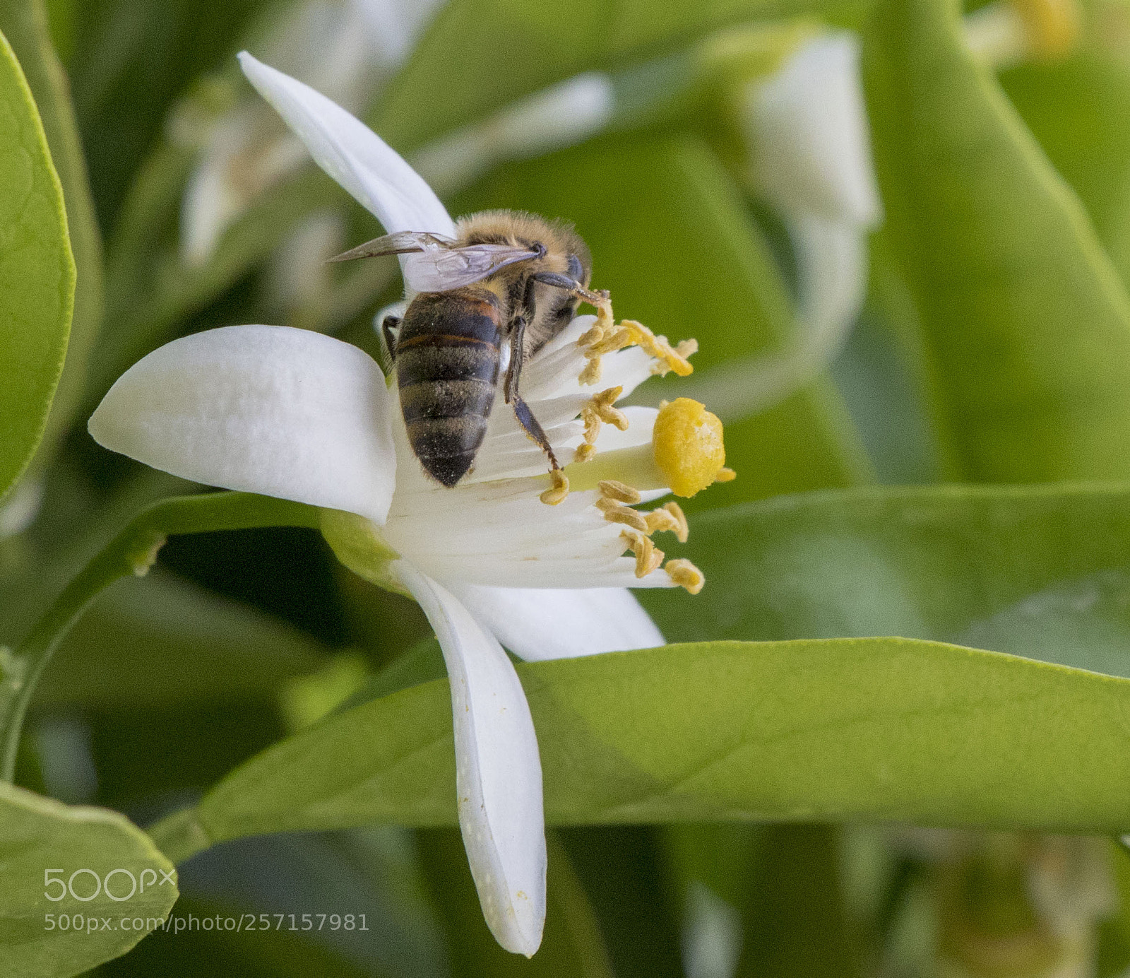 Canon EOS 77D (EOS 9000D / EOS 770D) sample photo. Bee photography