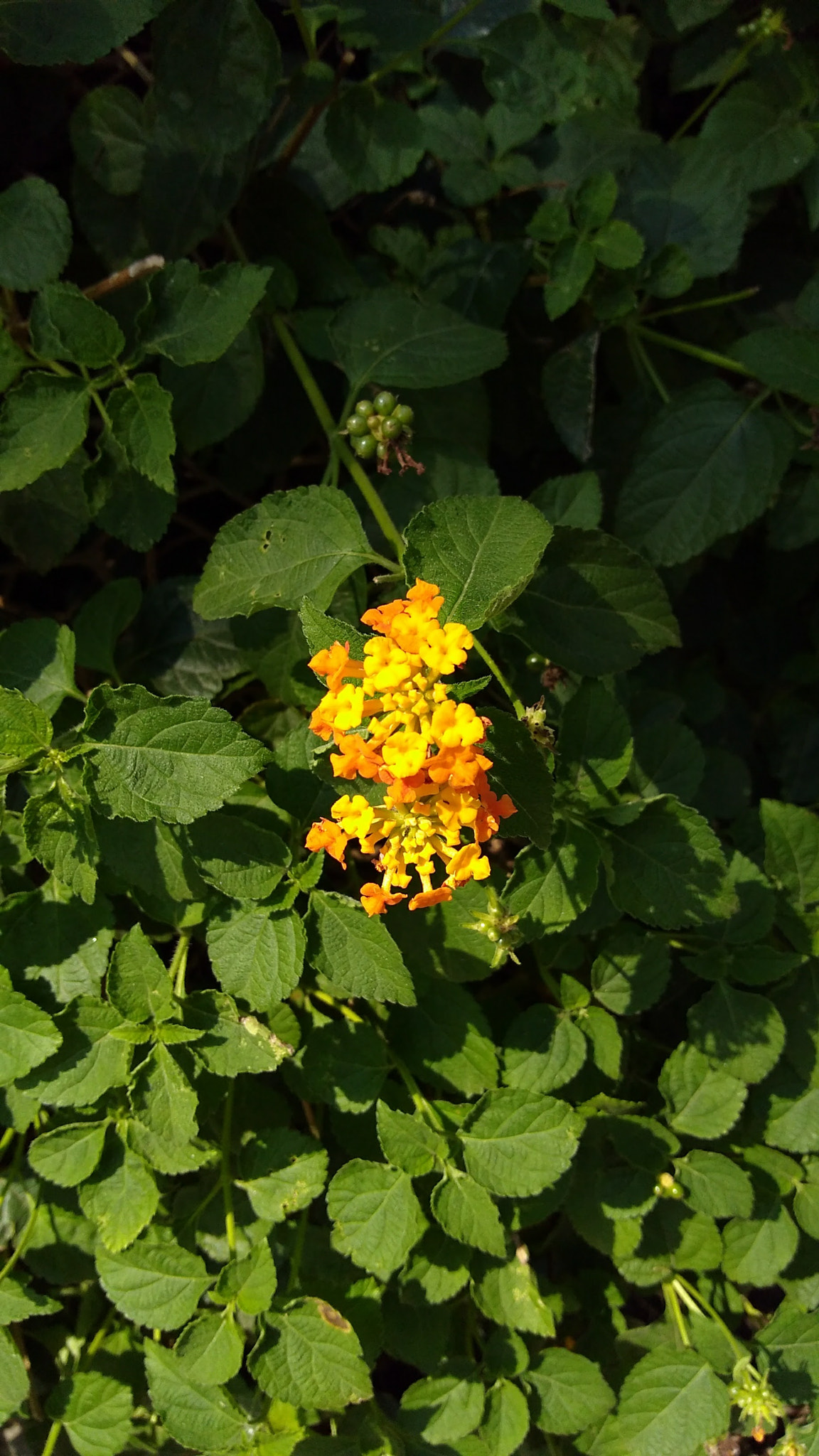 Motorola Moto G Play sample photo. Micro shot photography