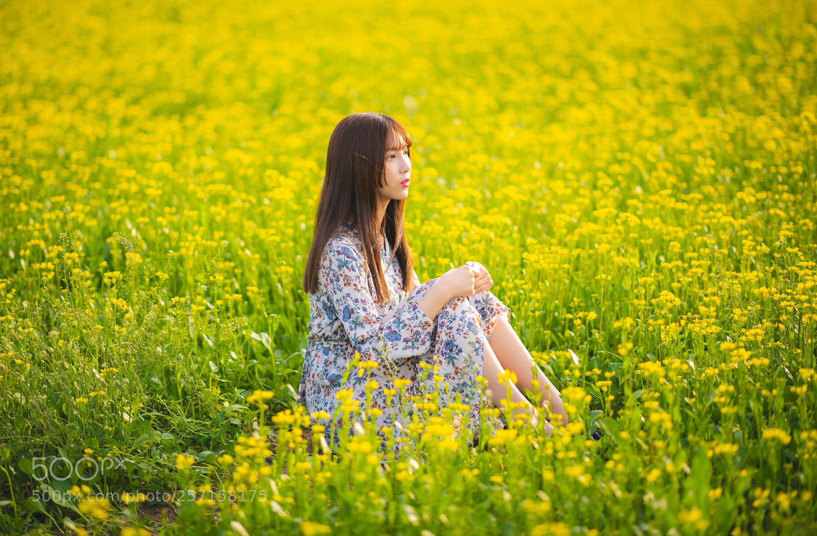 Nikon D850 sample photo. Rape flower photography