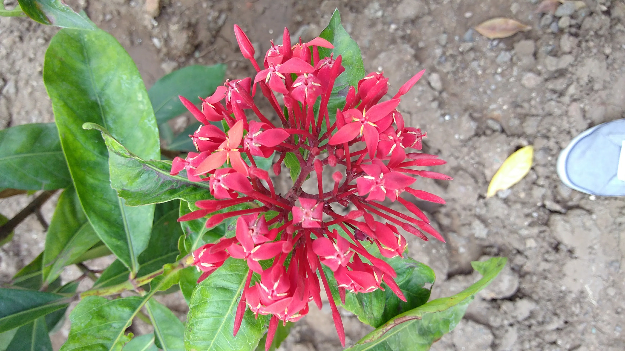 Motorola Moto G Play sample photo. Red flower photography