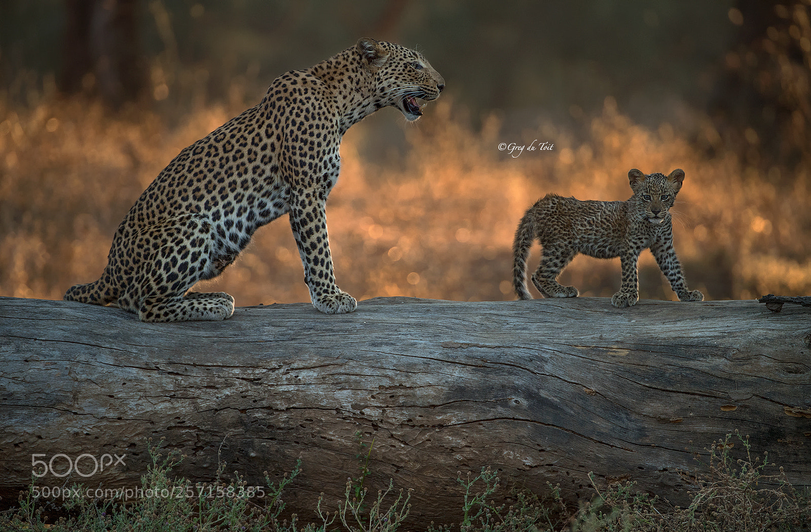 Nikon D5 sample photo. Leopard mother and cub photography