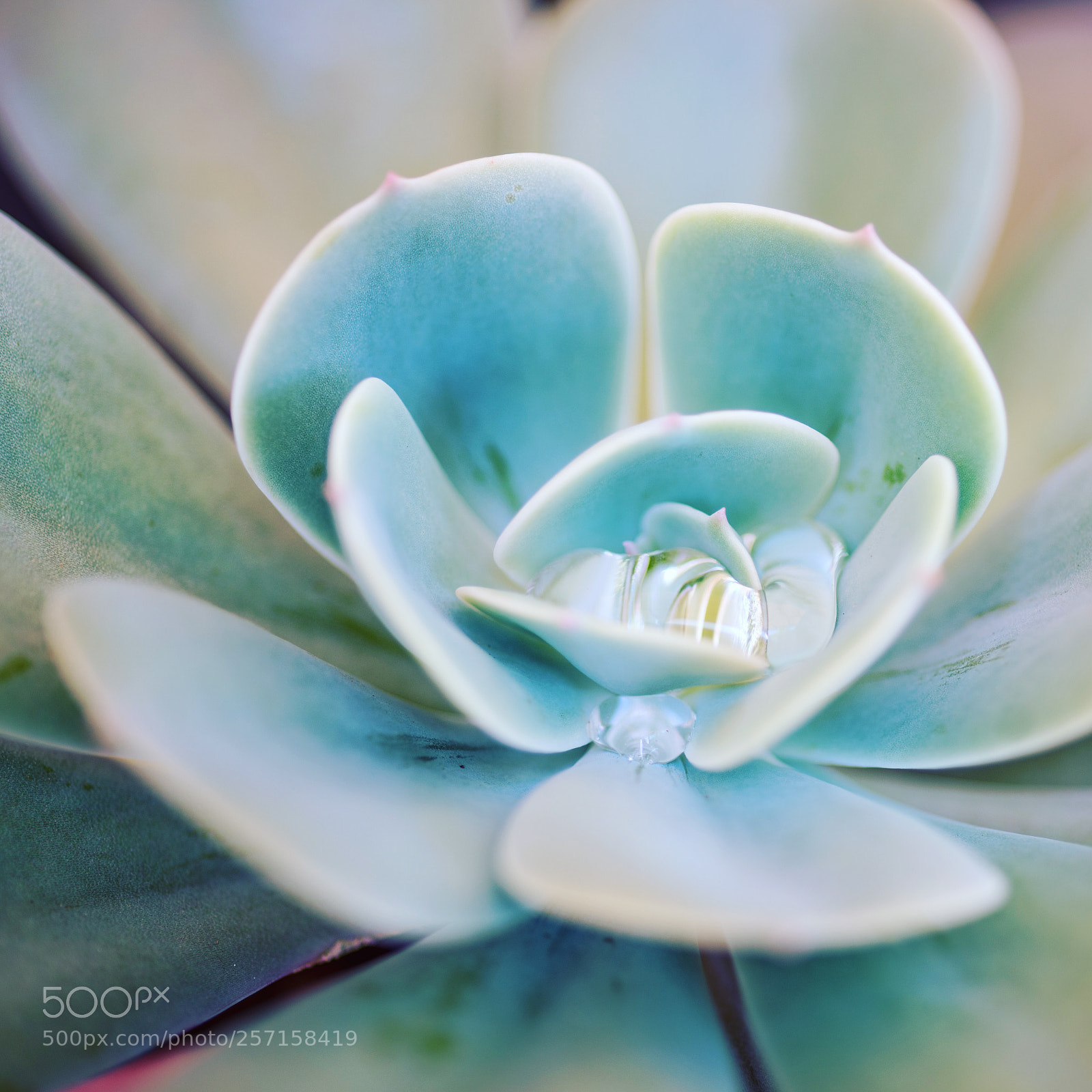 Sony a7R II sample photo. Staying hydrated photography