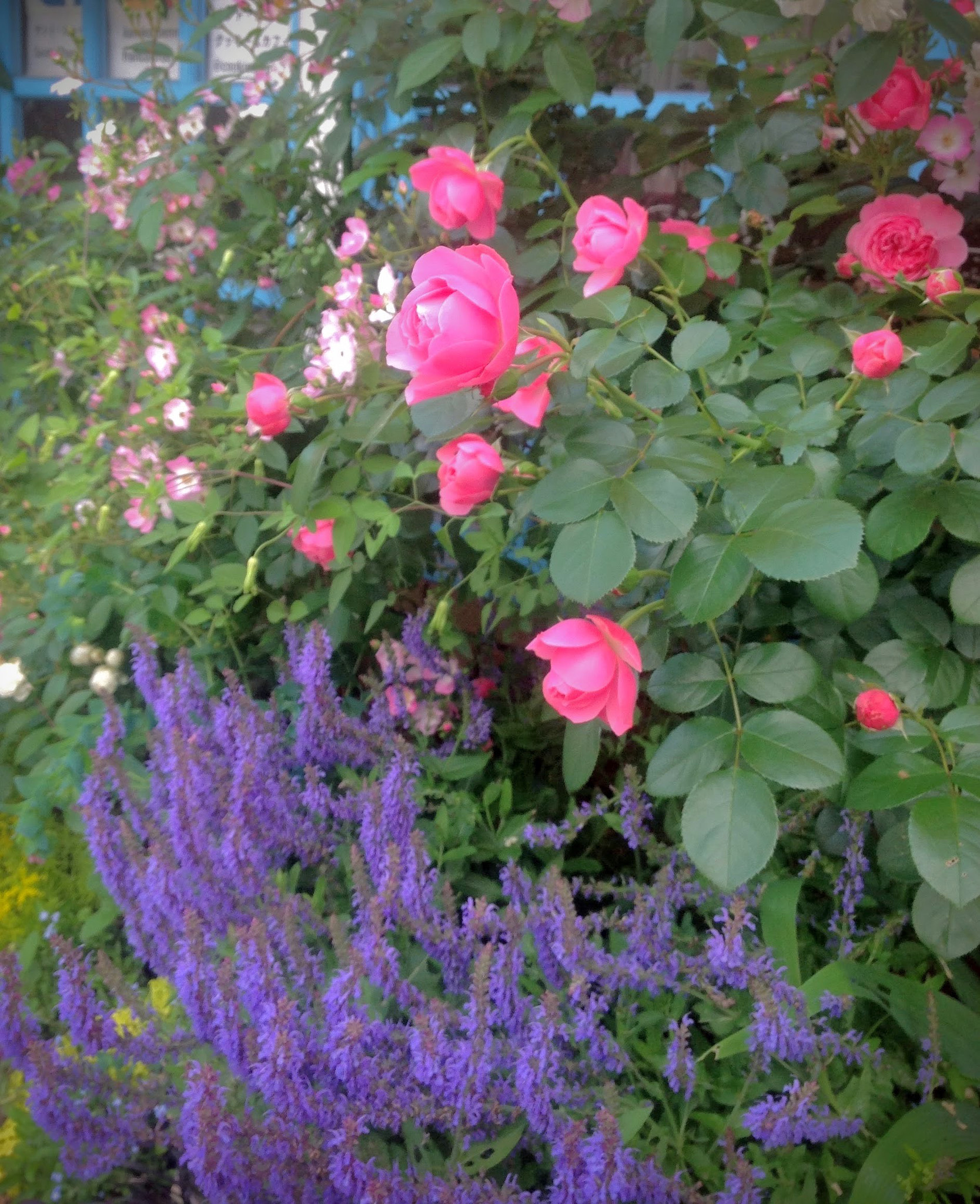 Apple iPad sample photo. Jardin fleuri photography