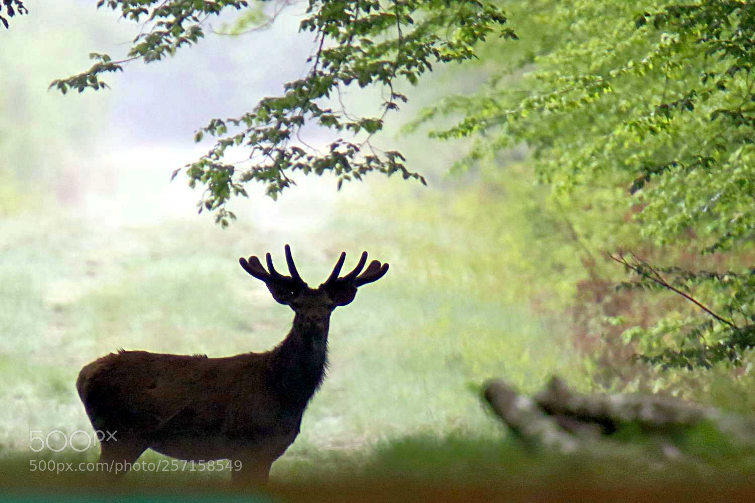 Canon EOS 7D Mark II sample photo. Cerf aux bois de photography