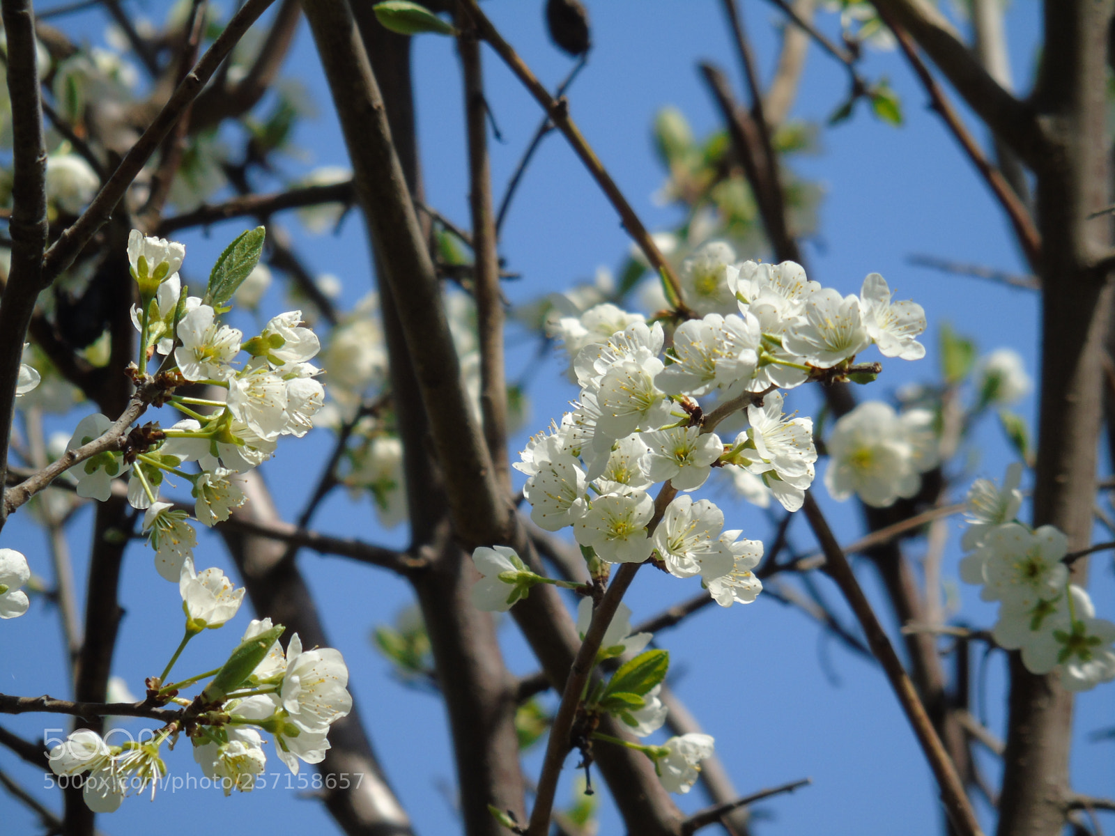 Sony Cyber-shot DSC-H400 sample photo. Cherry tree photography