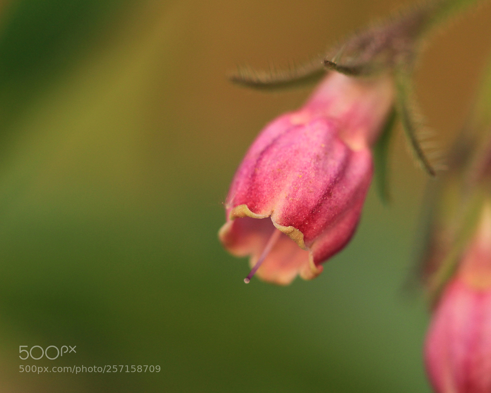 Canon EOS 700D (EOS Rebel T5i / EOS Kiss X7i) sample photo. Symphytum officinale photography