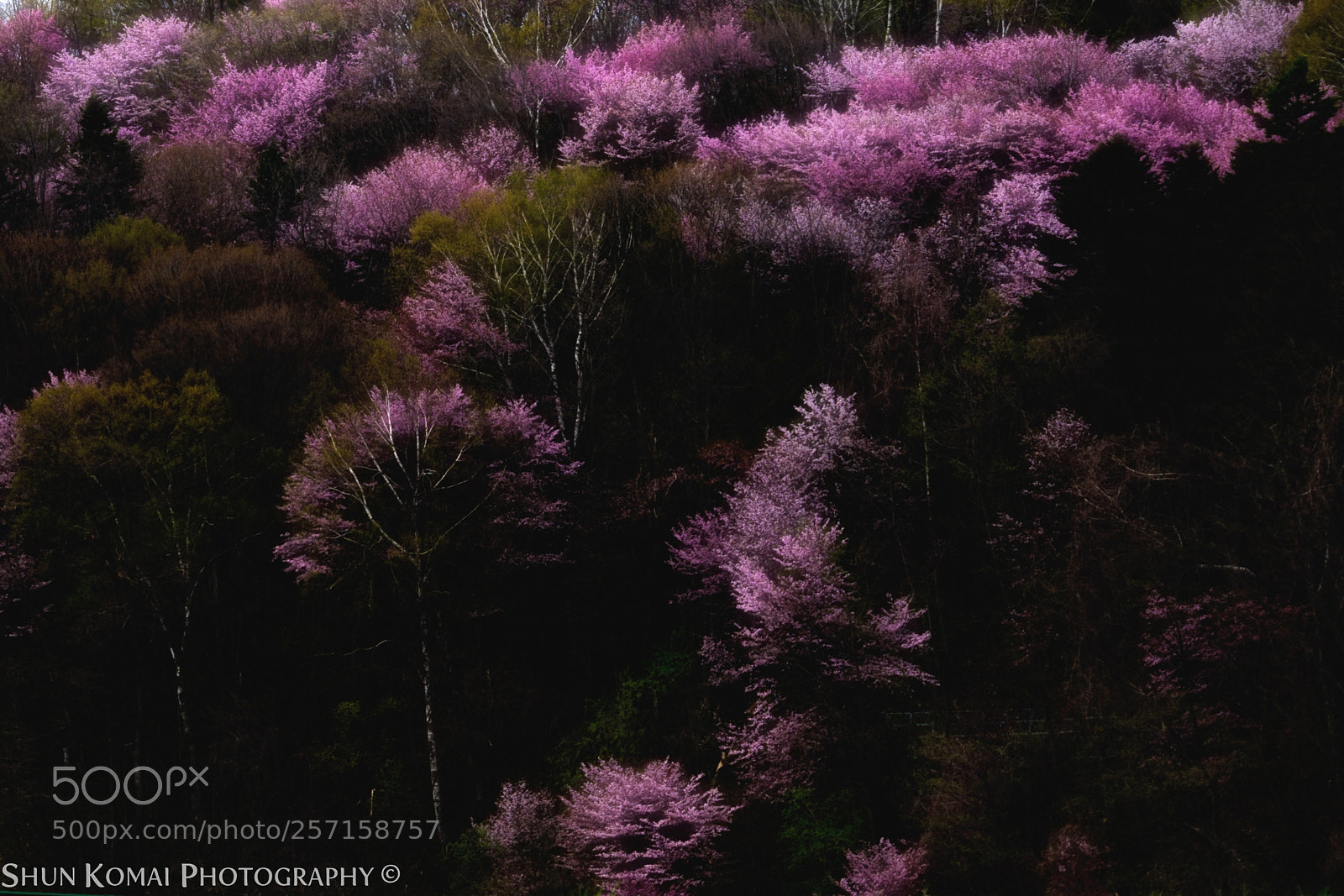 Sony a7 sample photo. Pink lamps photography