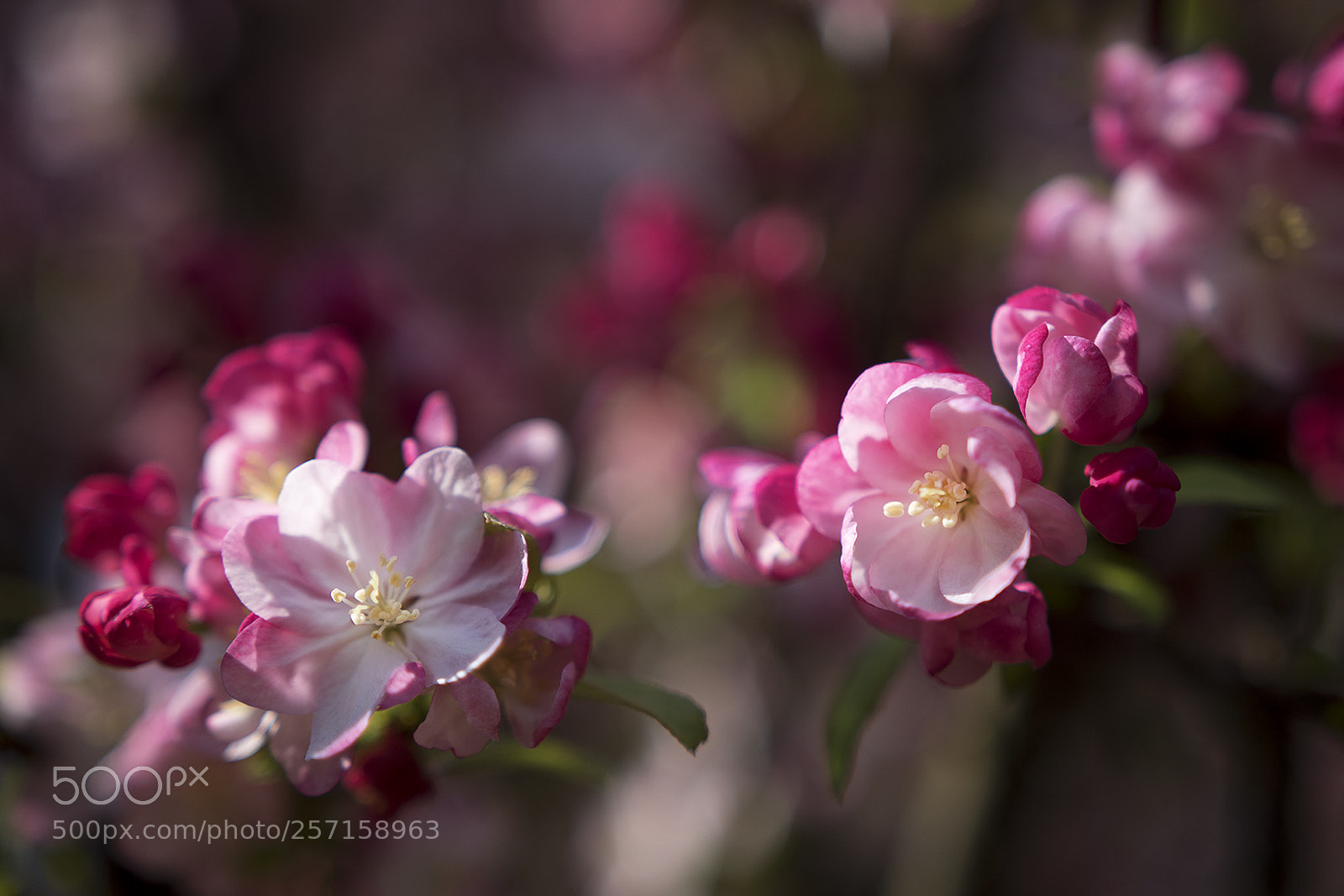 Nikon D5500 sample photo. Spring photography